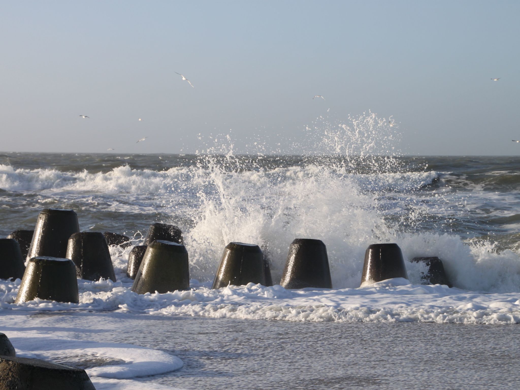 Strandfloh in Hörnum-Binnen