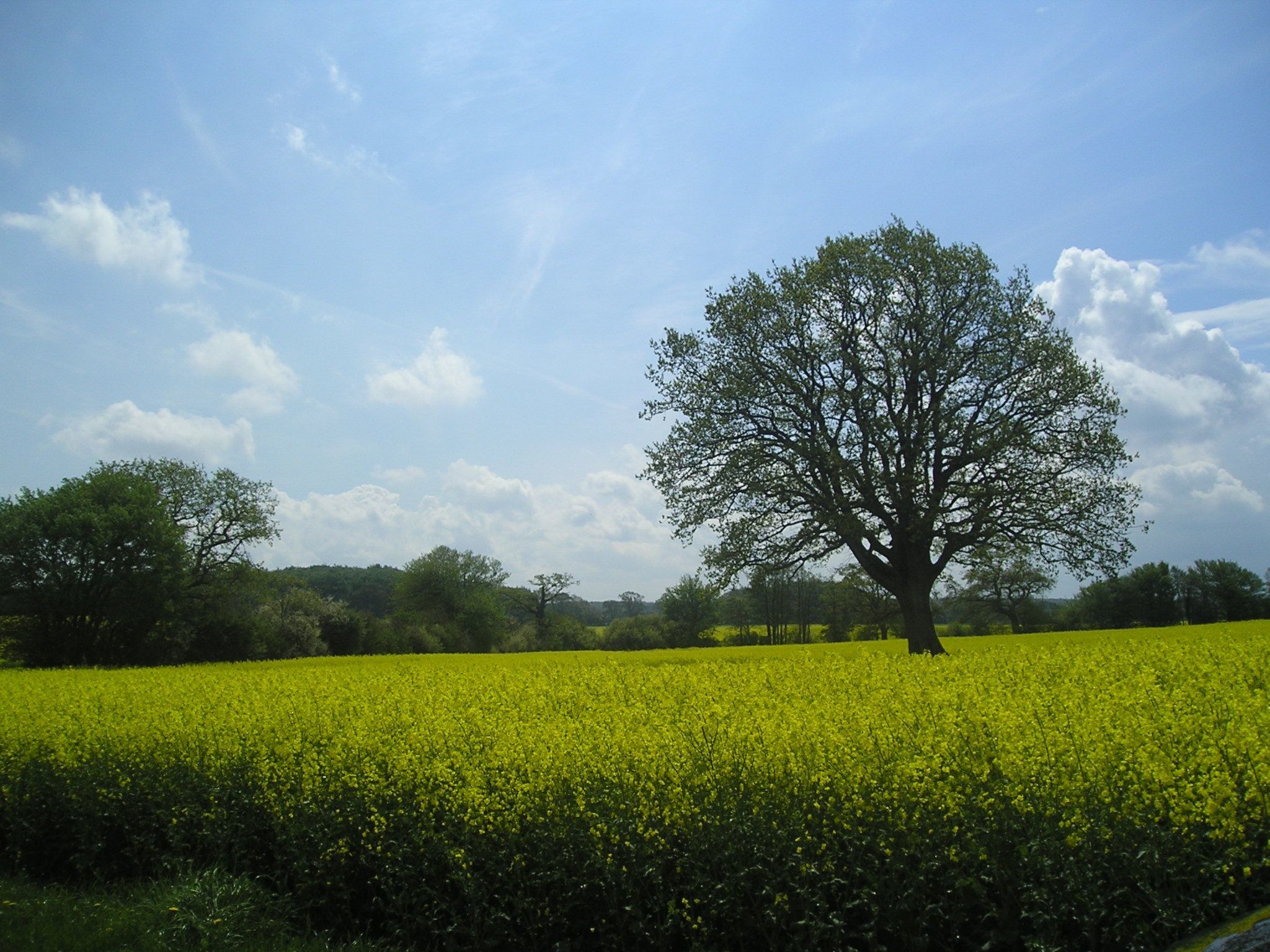 Spitzdachferienhaus mit Schwedenofen und Garten-Binnen