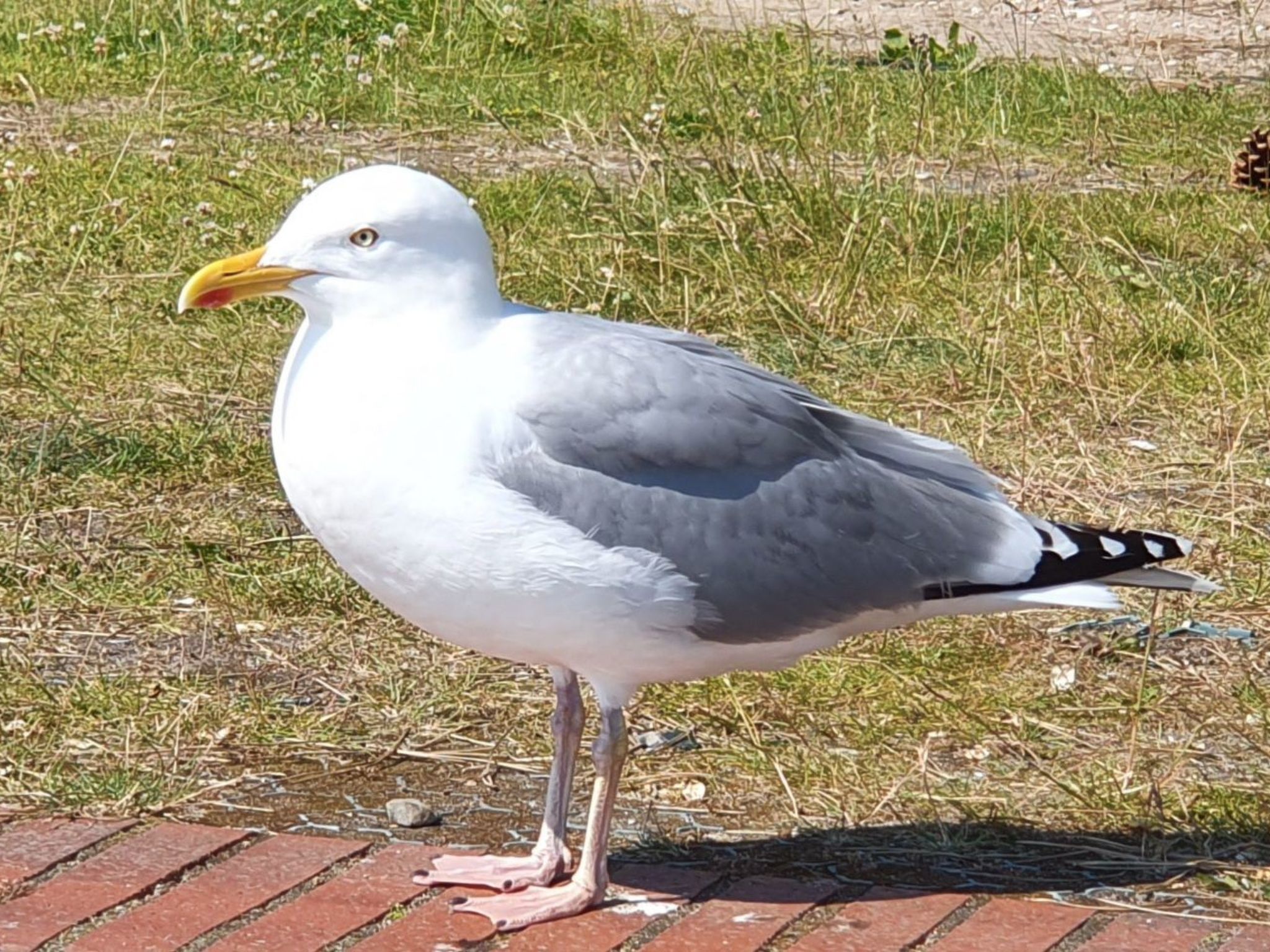 Komfortable Ferienwohnung in Ostseebad Damp mit Großer Terrasse-Image-tags.info