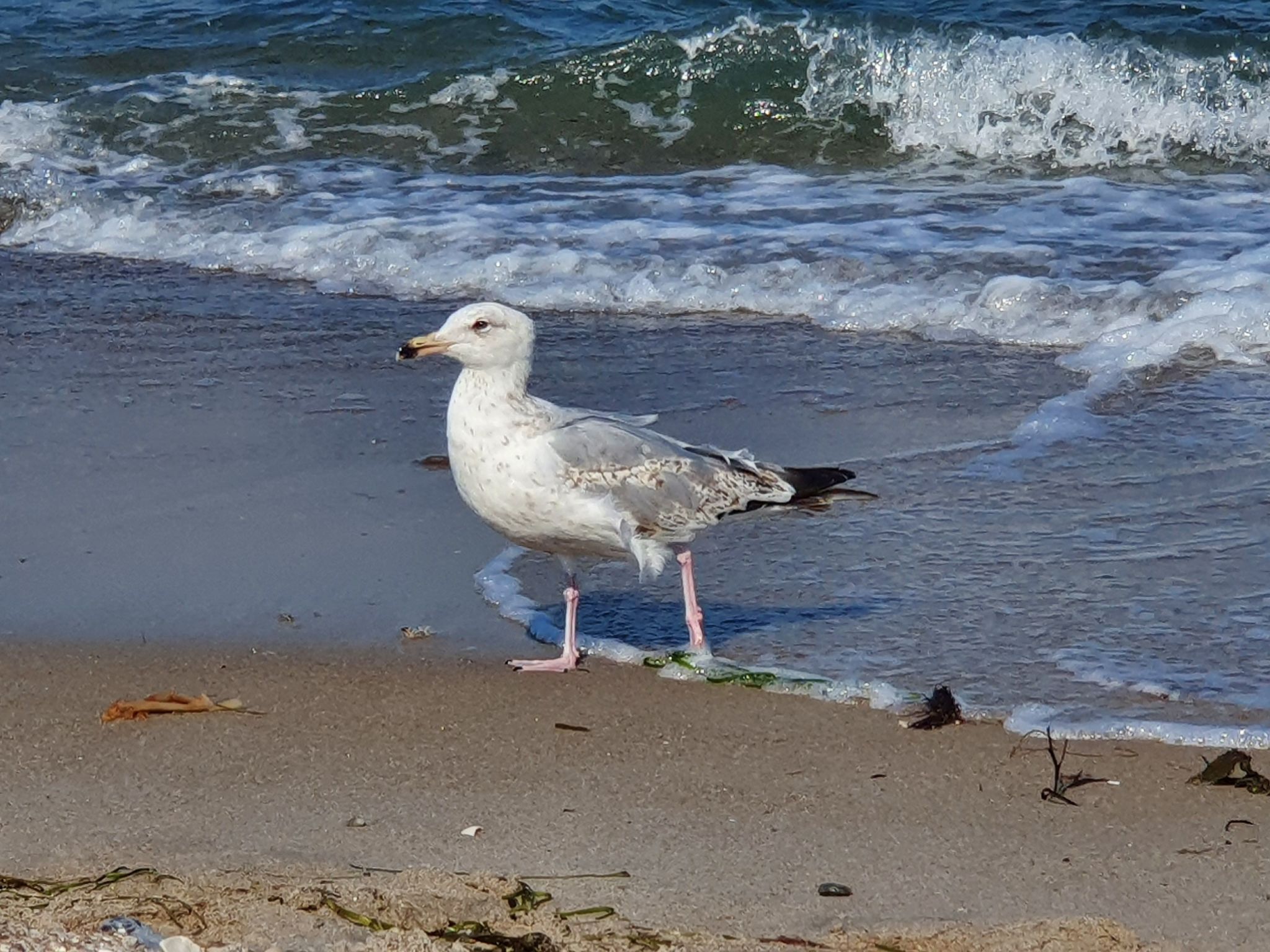 Komfortable Ferienwohnung in Ostseebad Damp mit Großer Terrasse-Image-tags.info
