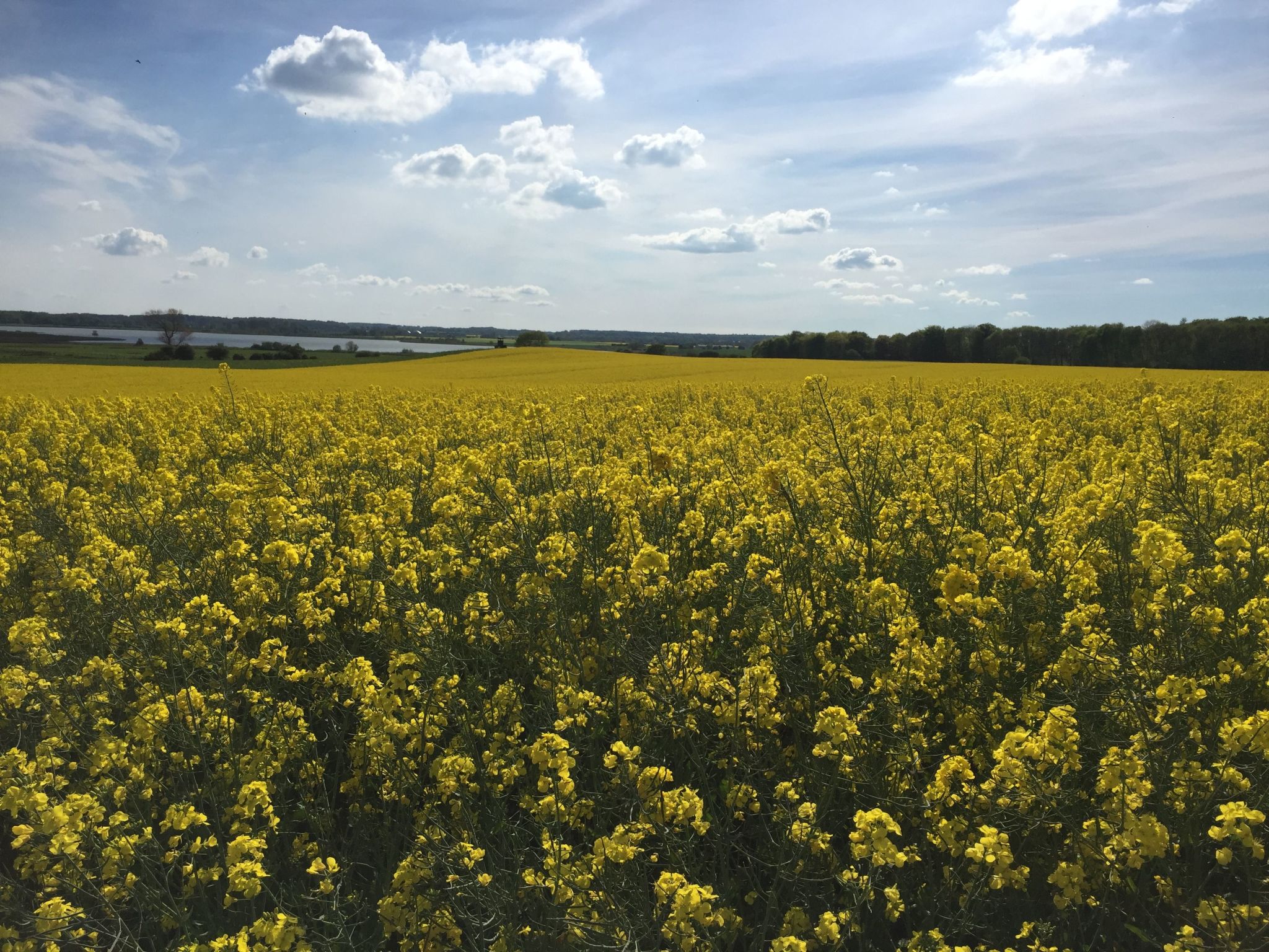 Baltic Joy-Image-tags.info