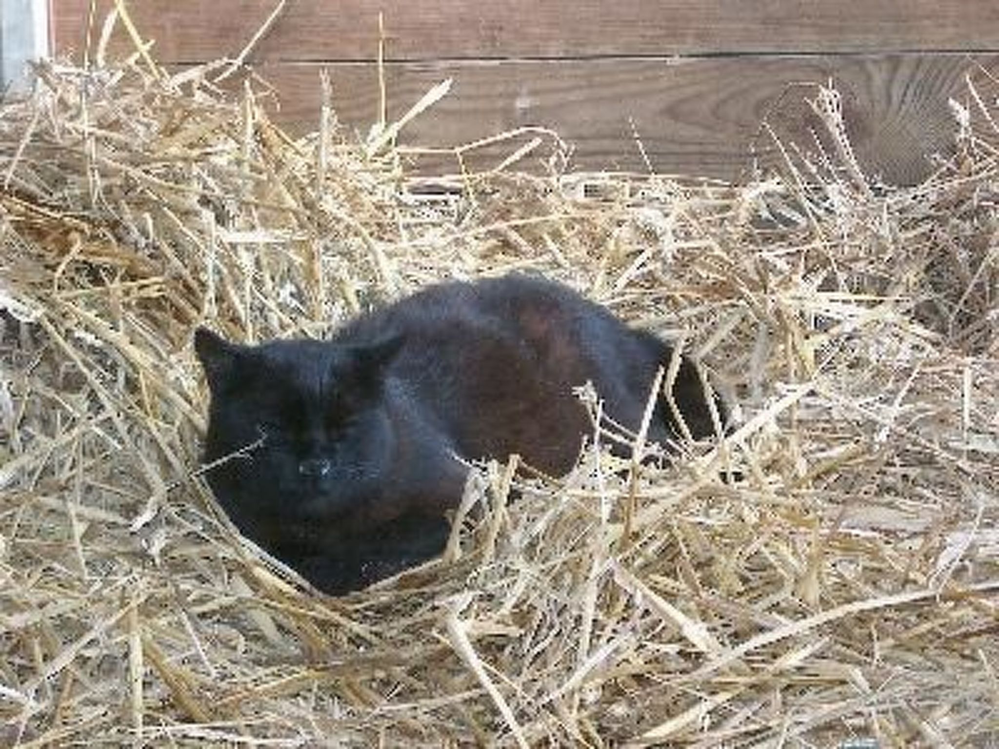 Wohnung Haus mit Herz in Brodersby-Schönhagen-Binnen