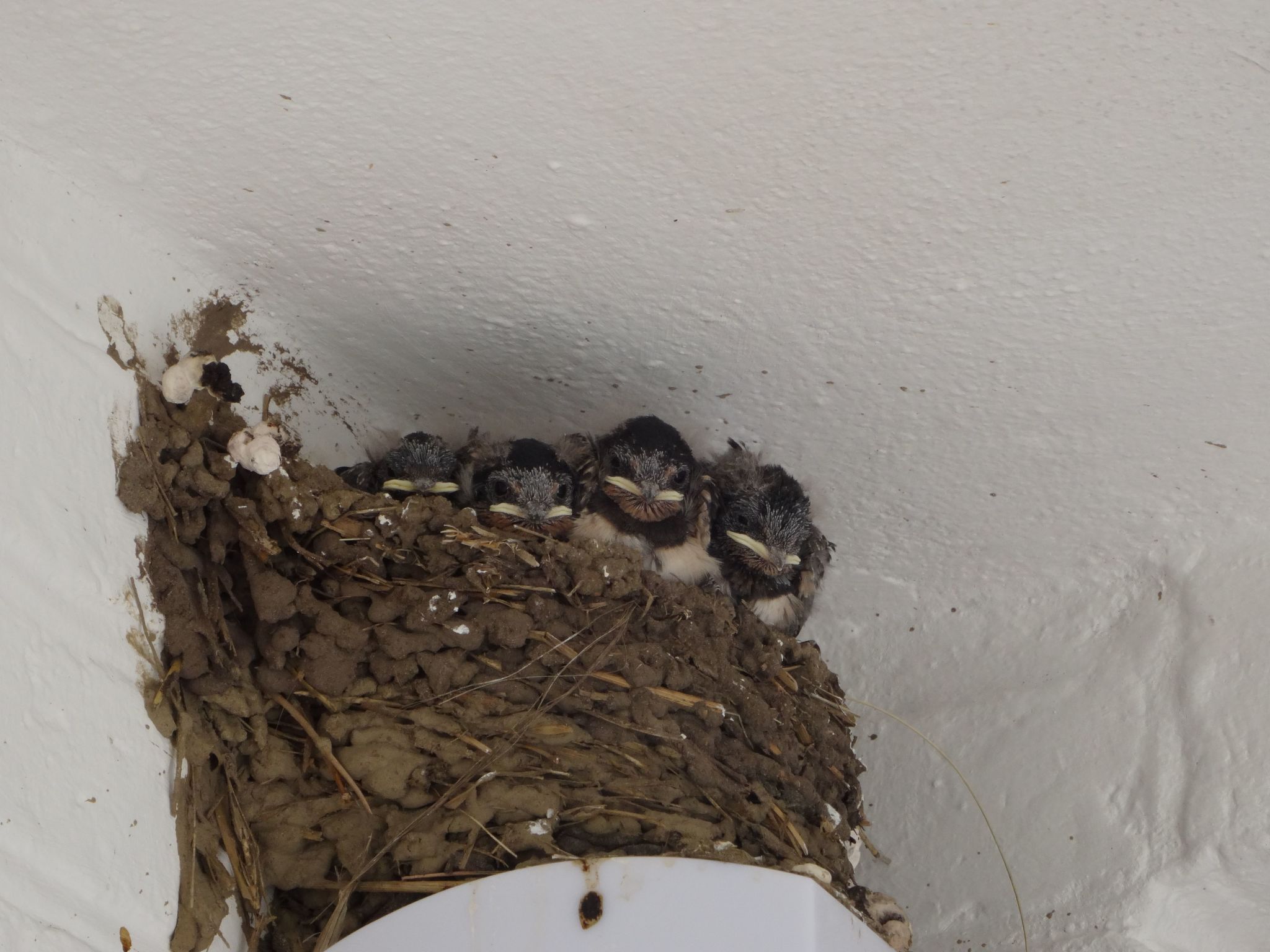 Geltinger Birk-Image-tags.info