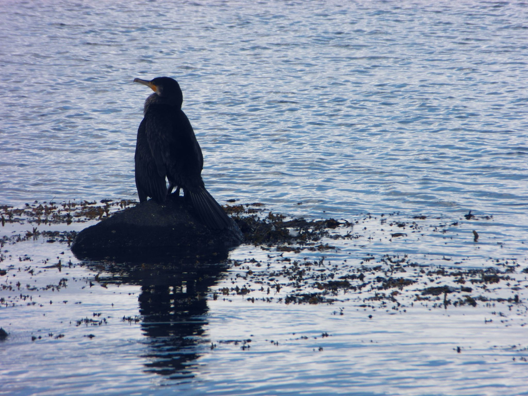 Urlaub am Meer im Ferienhaus mit Sauna-Binnen