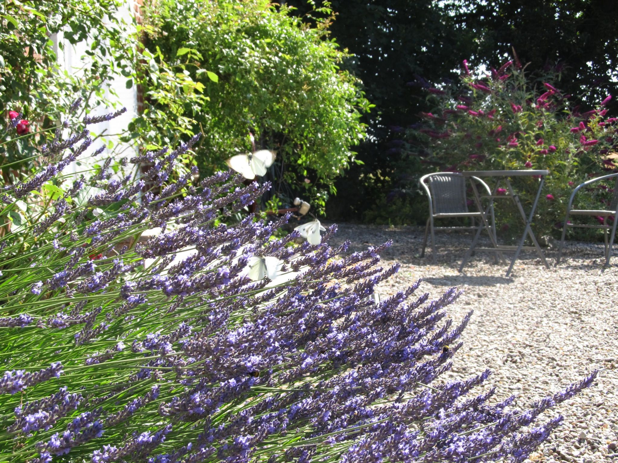 Vogelsang-Image-tags.info