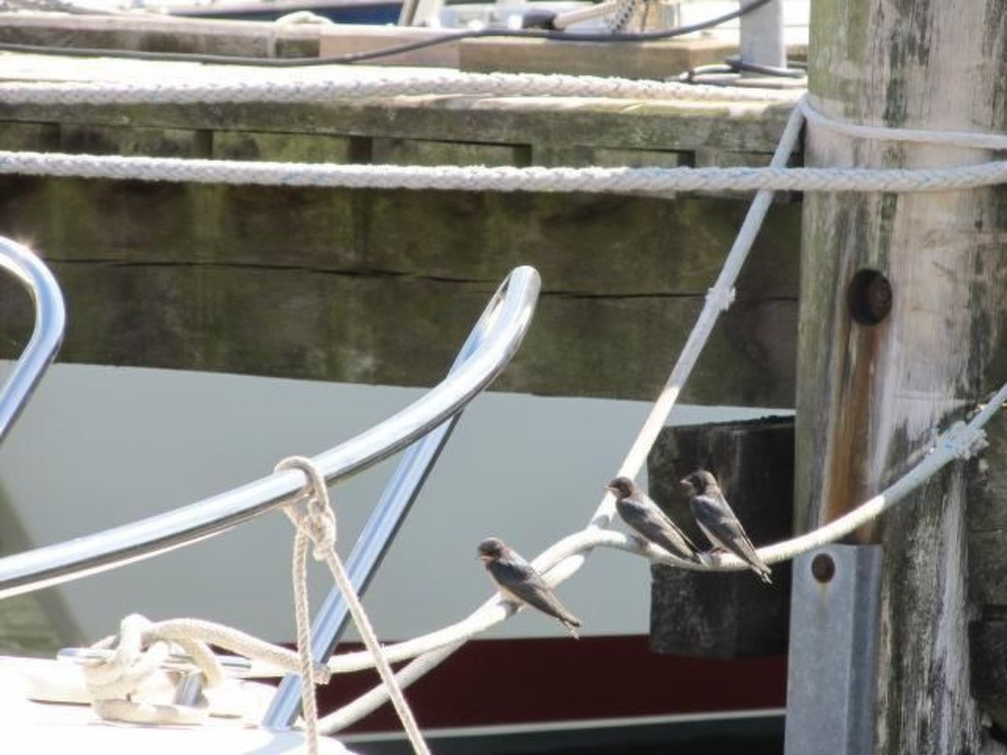 Vogelsang-Image-tags.info