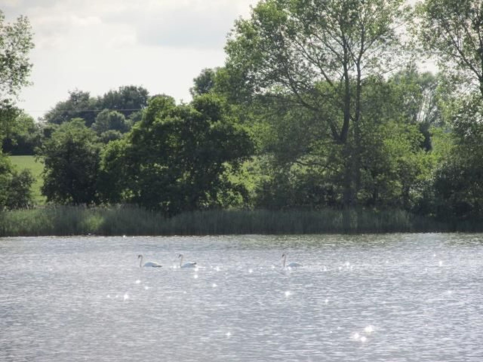 Vogelsang-Image-tags.info