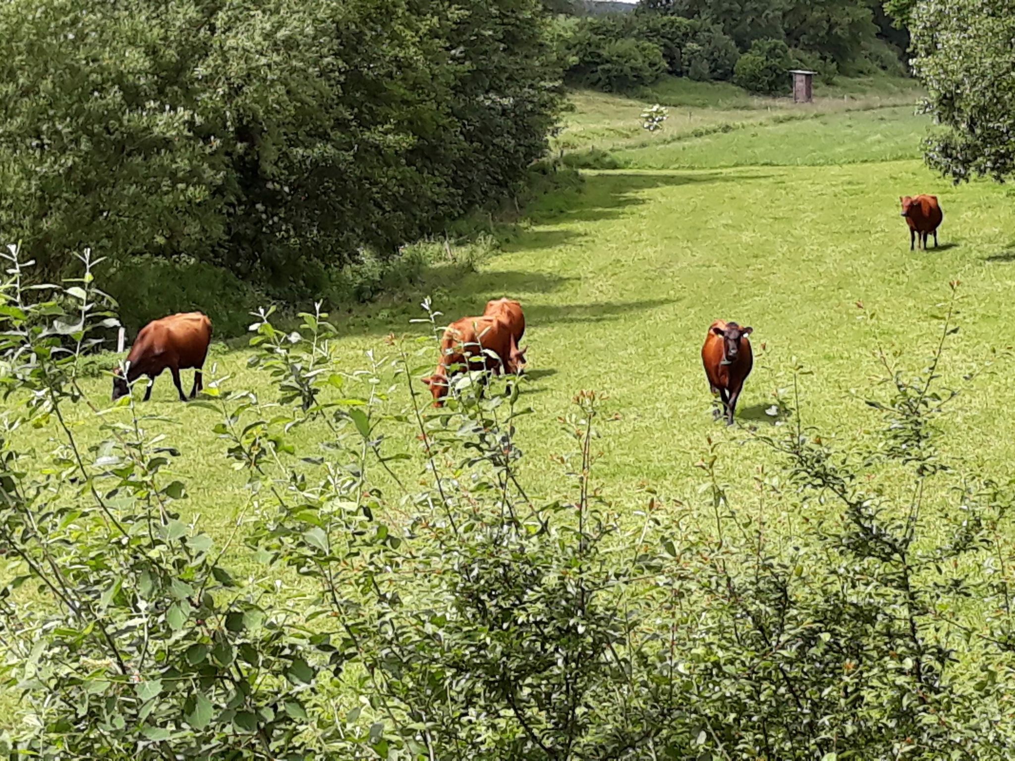 Vogelsang-Image-tags.info