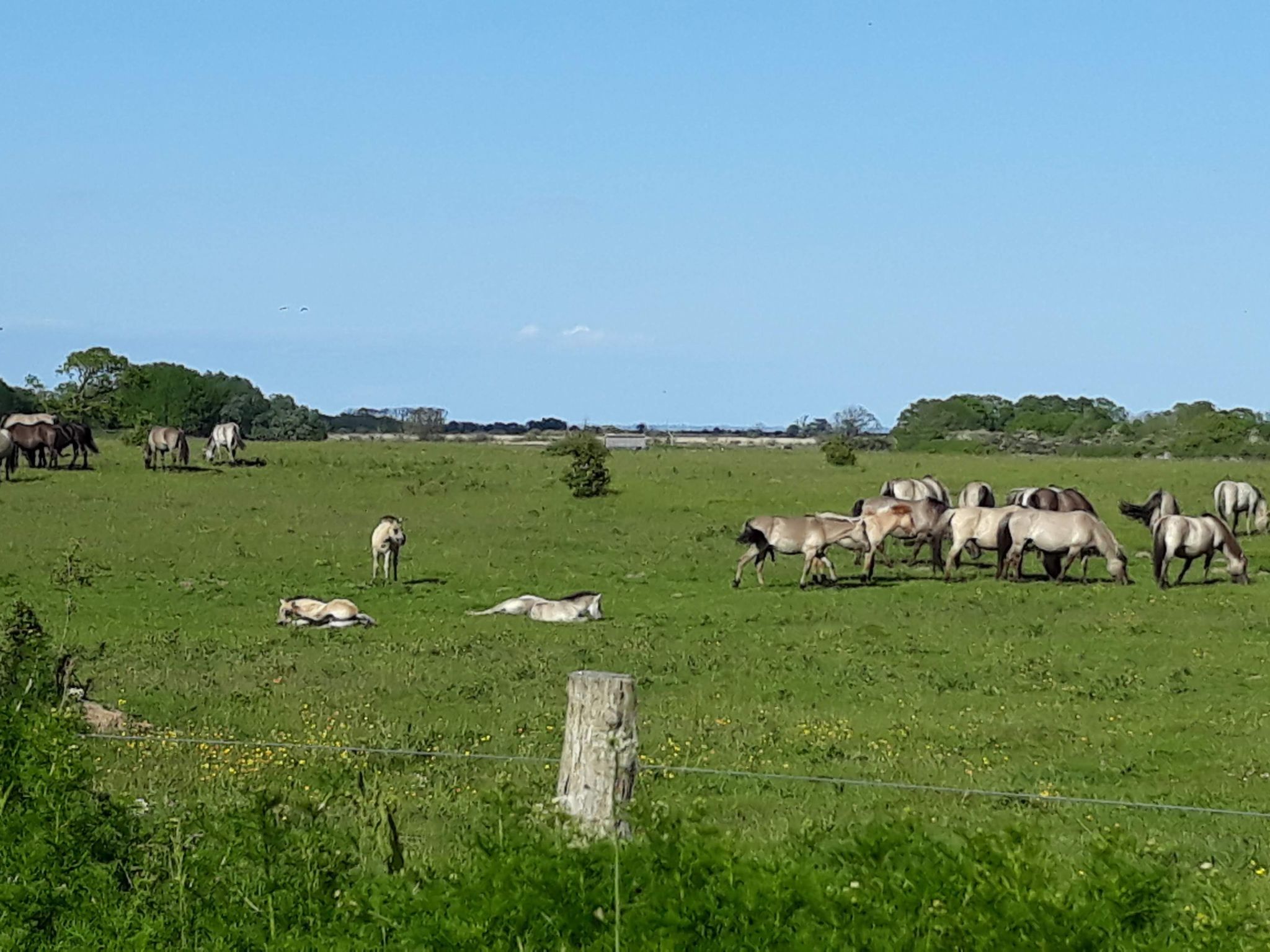 Vogelsang-Image-tags.info