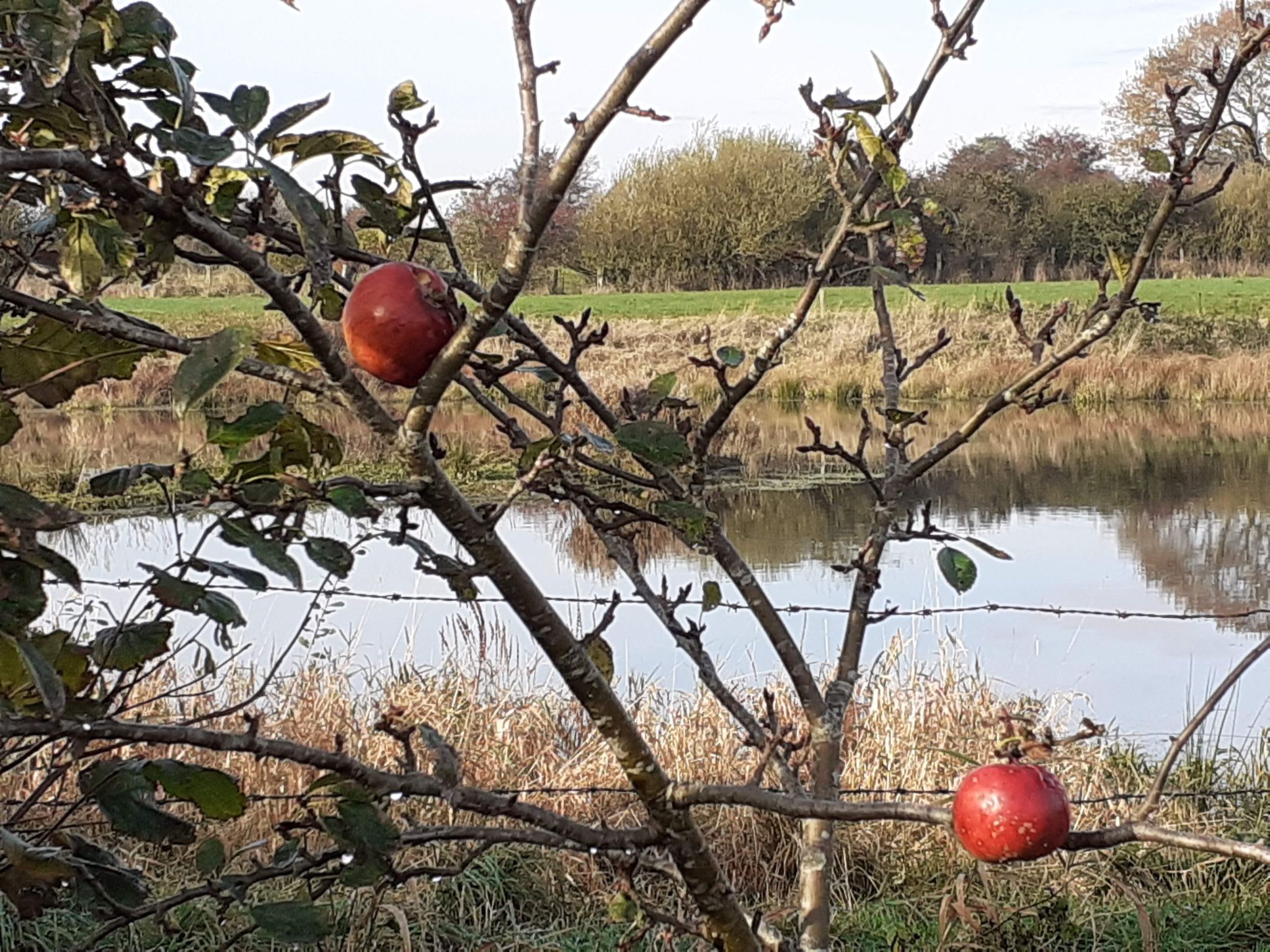 Vogelsang-Image-tags.info