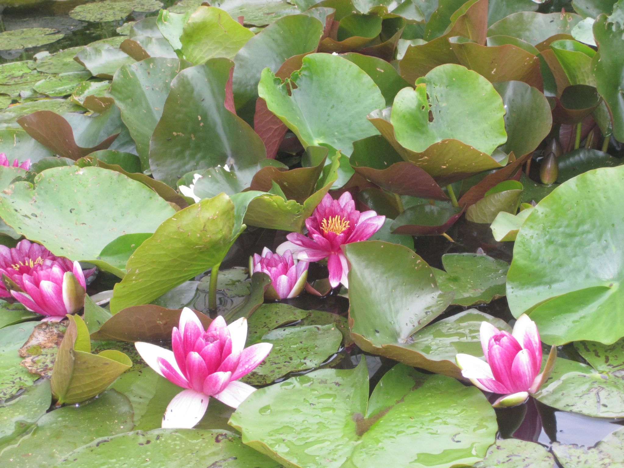 Landhaus am See-Drinnen