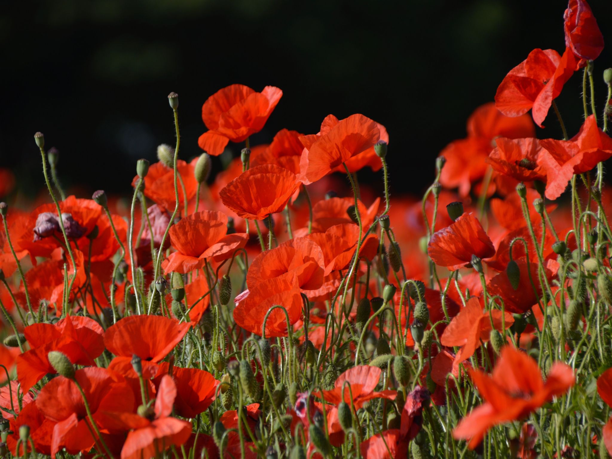 La mer im Marina Strandresort Heiligenhafen-Binnen