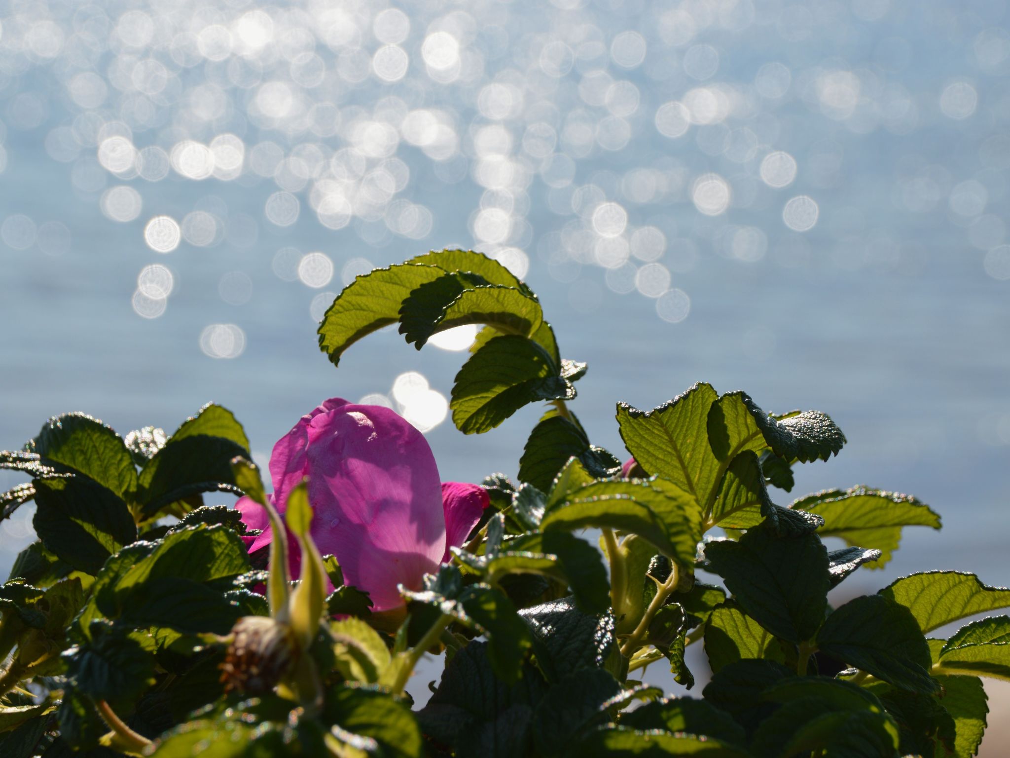 La mer im Marina Strandresort Heiligenhafen-Binnen