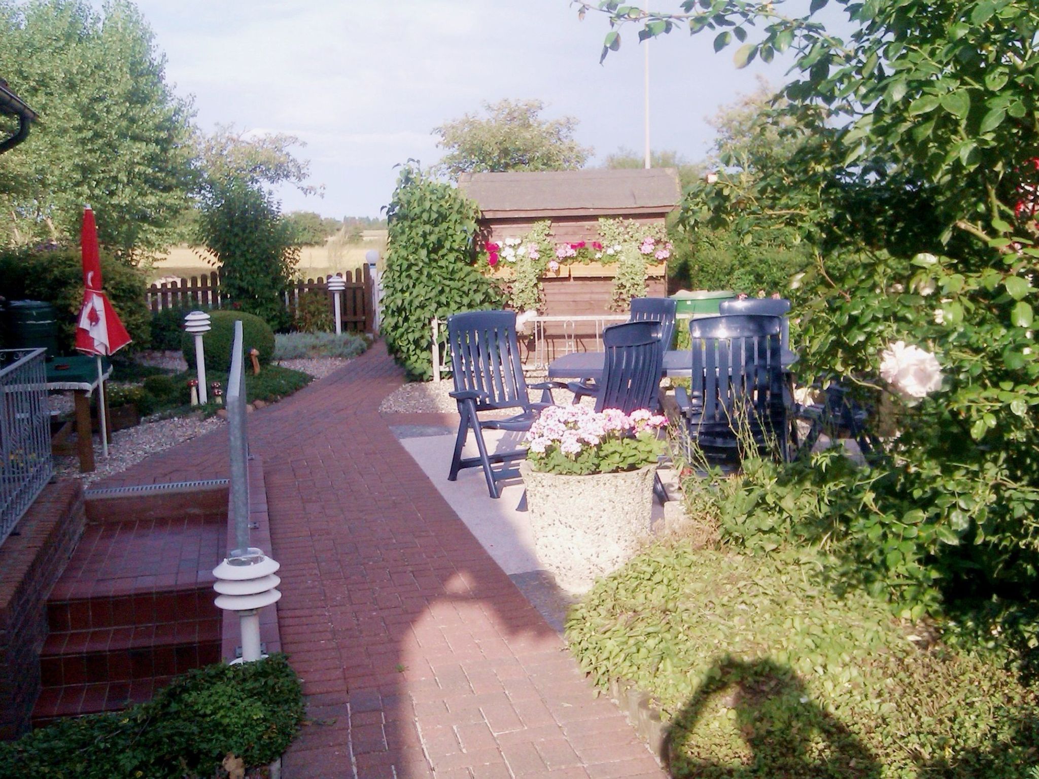 Heringsmöwe in Neue Tiefe-Binnen