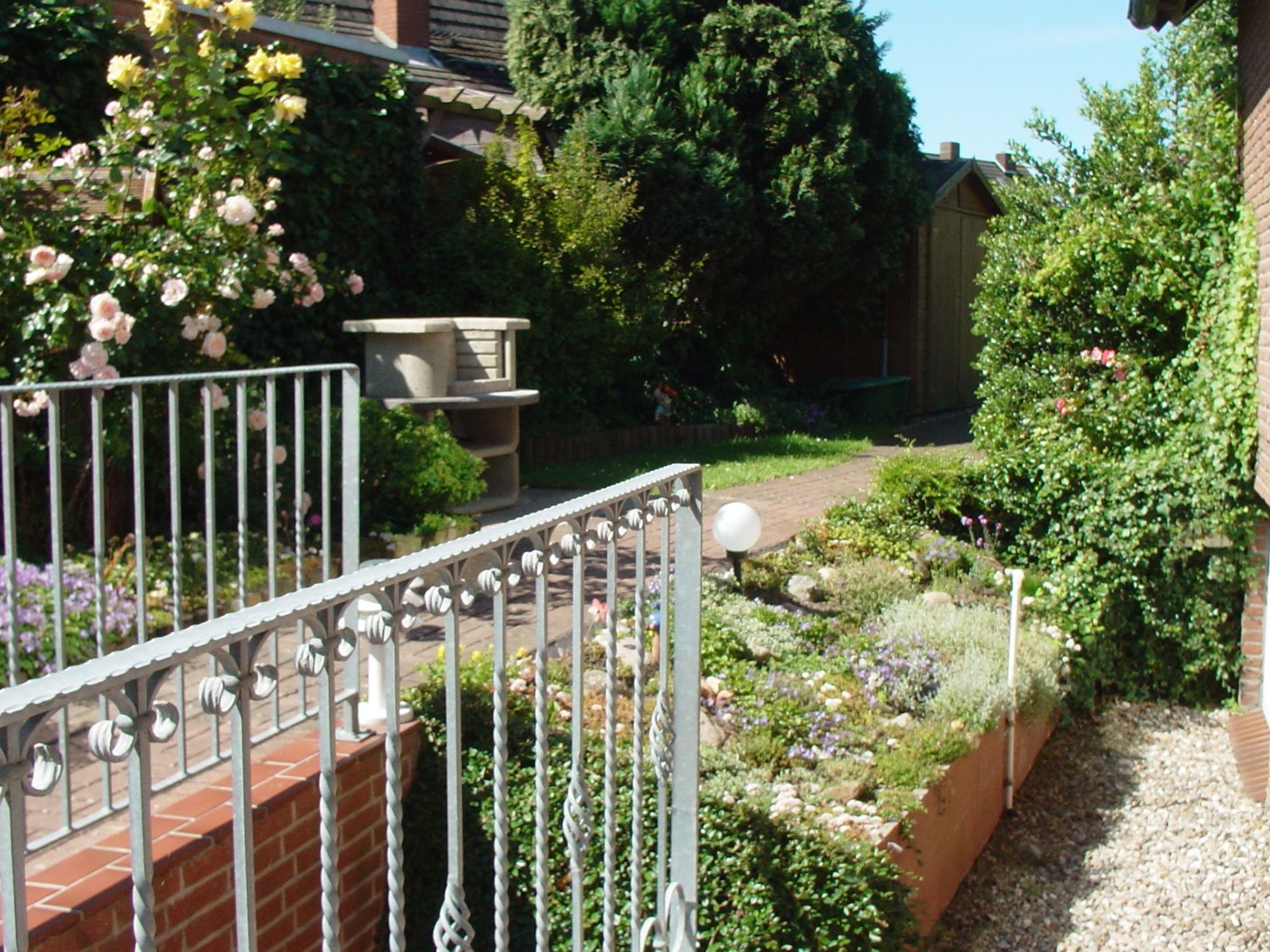 Heringsmöwe in Neue Tiefe-Binnen