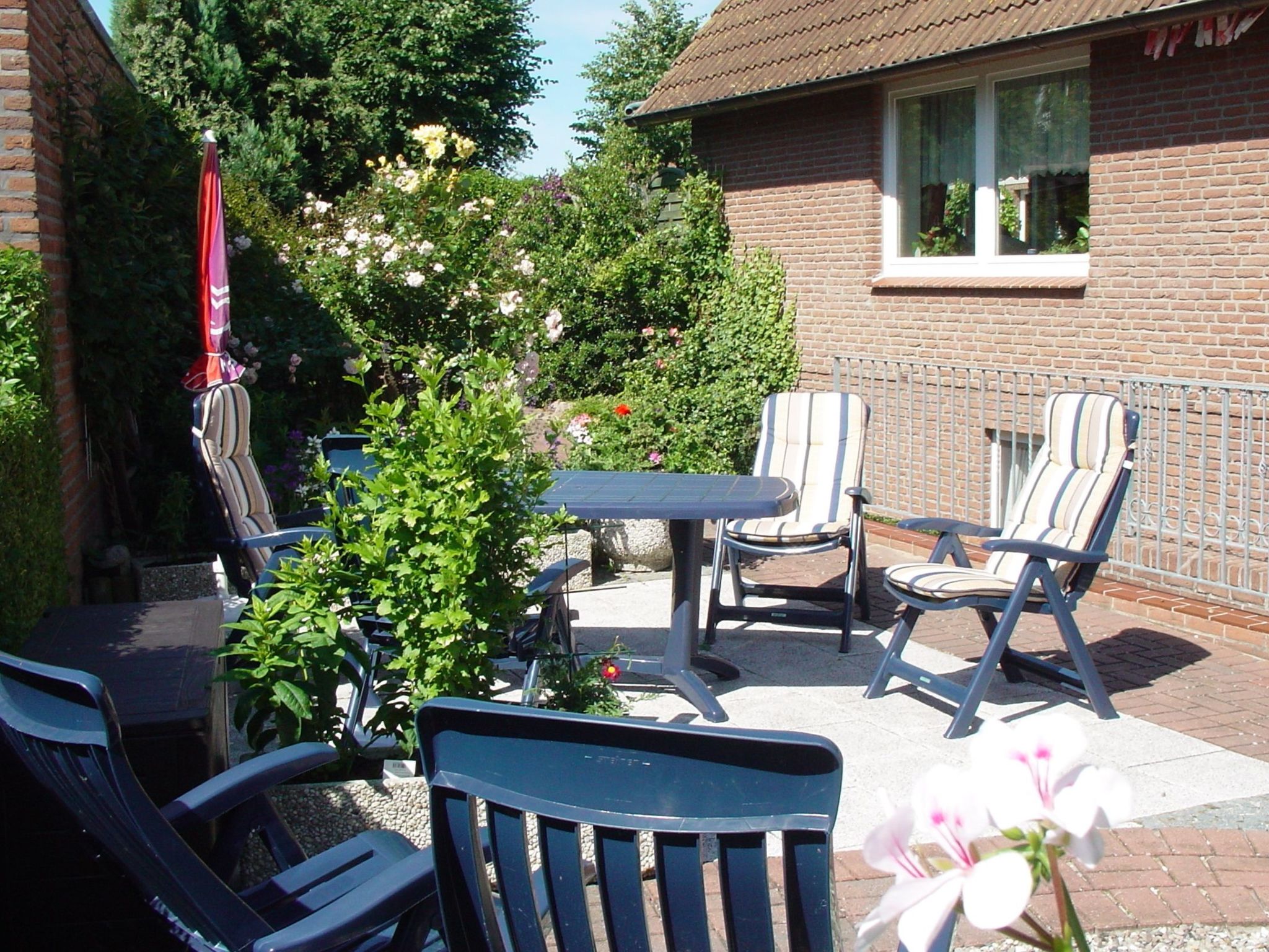 Heringsmöwe in Neue Tiefe-Binnen