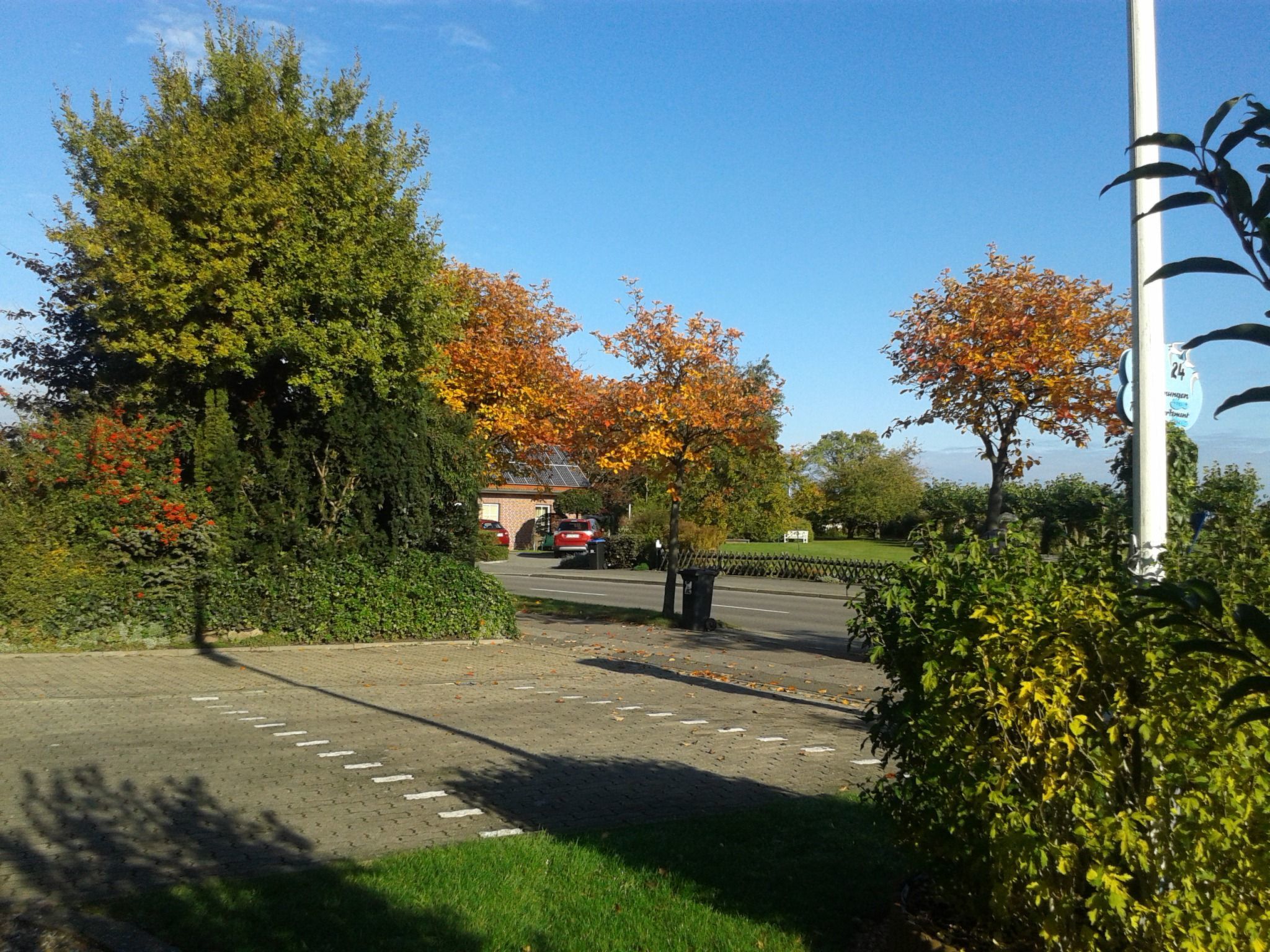 Heringsmöwe in Neue Tiefe-Binnen