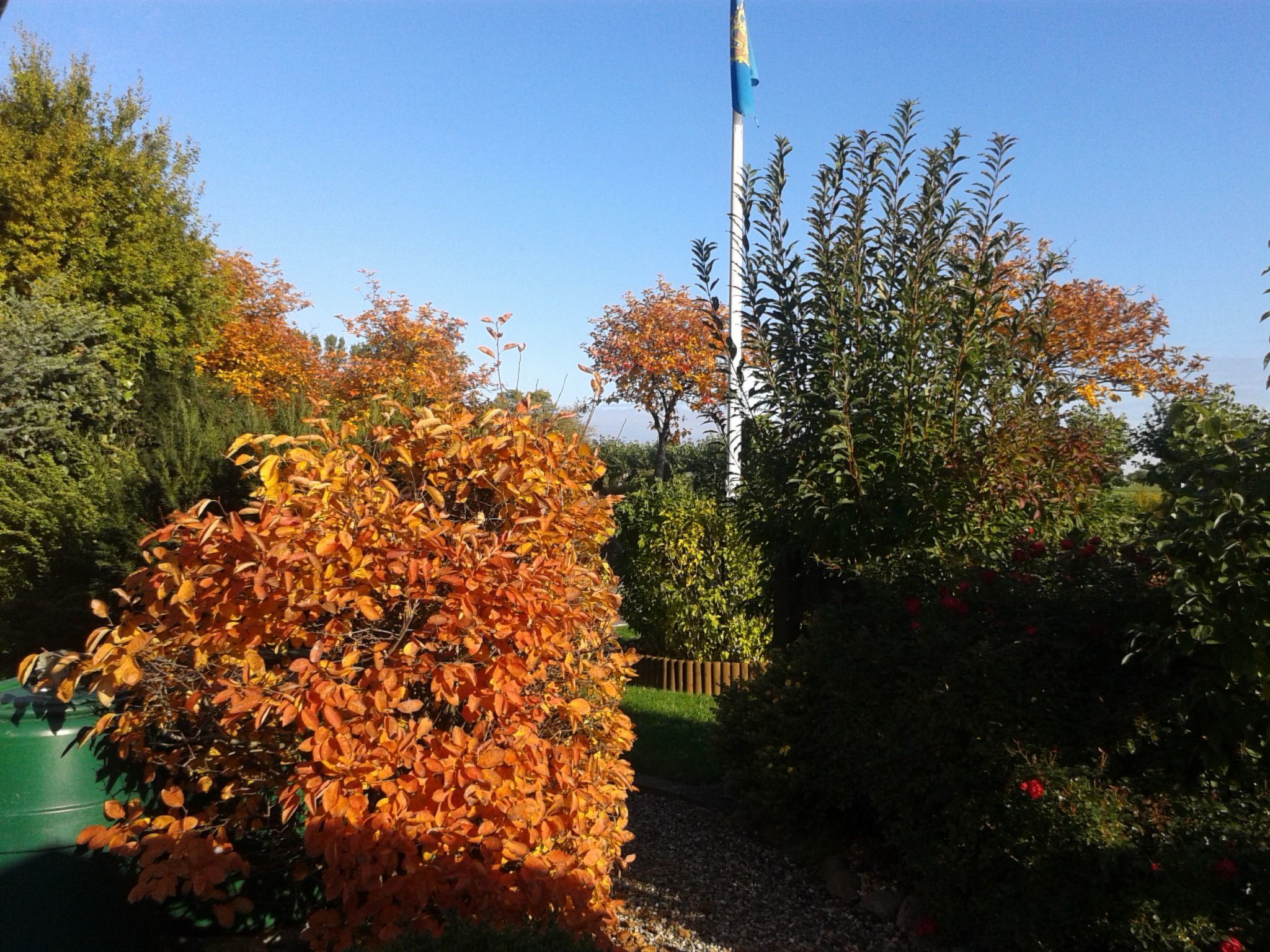 Zwergmöwe in Neue Tiefe-Binnen