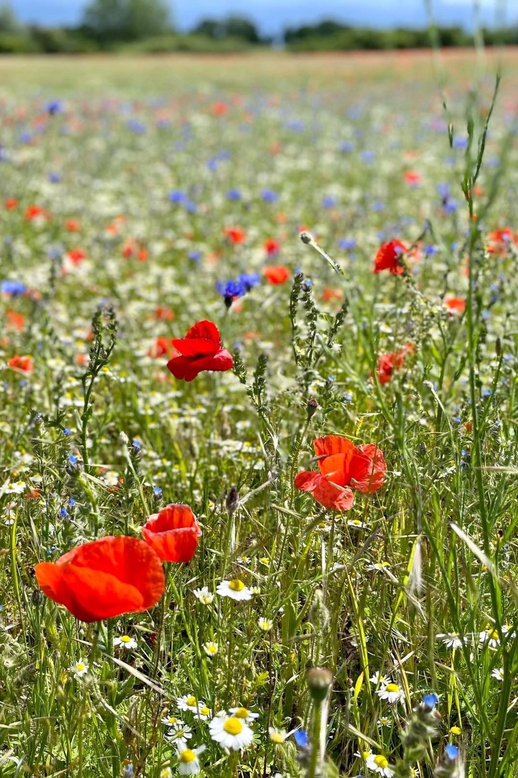 Reethus Linda am Schloß Groß Schwansee-Image-tags.info
