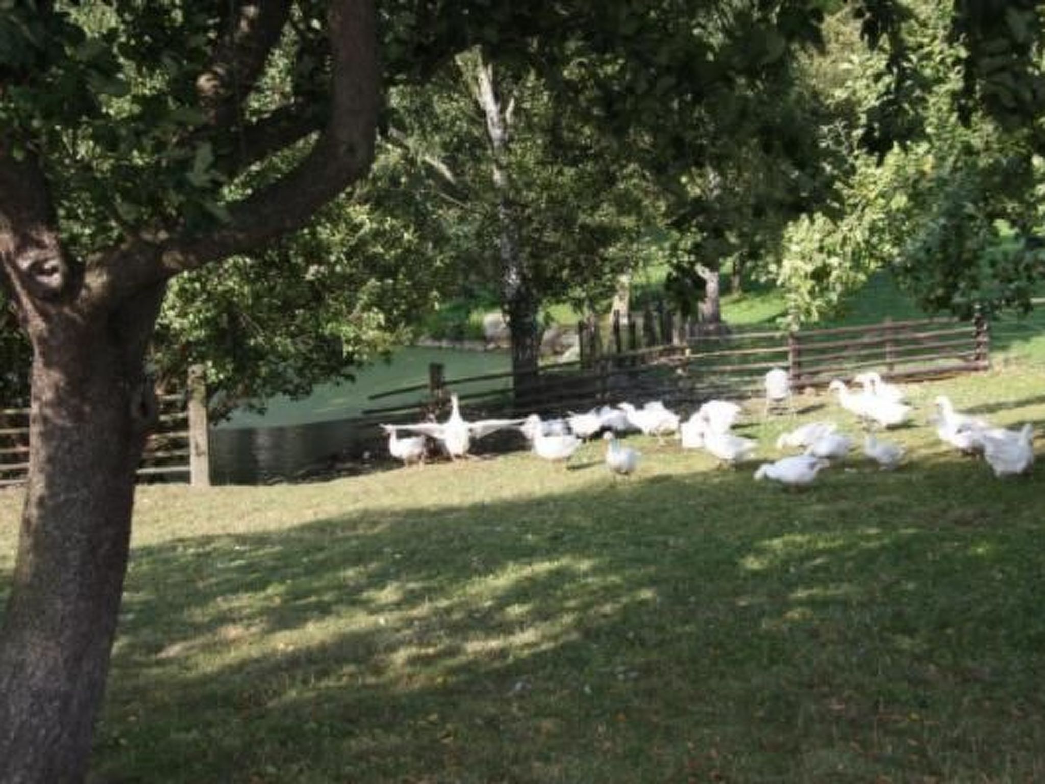 In Groß Schwansee mit Offenem Kamin-Binnen