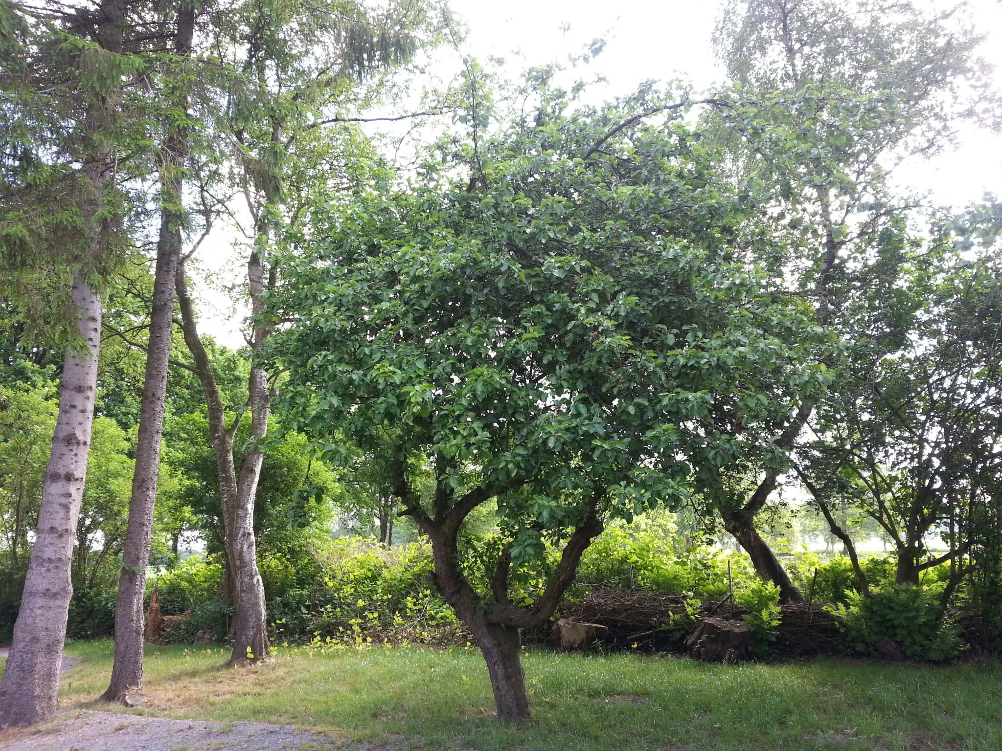 In Bad Bederkesa mit Garten-Image-tags.info