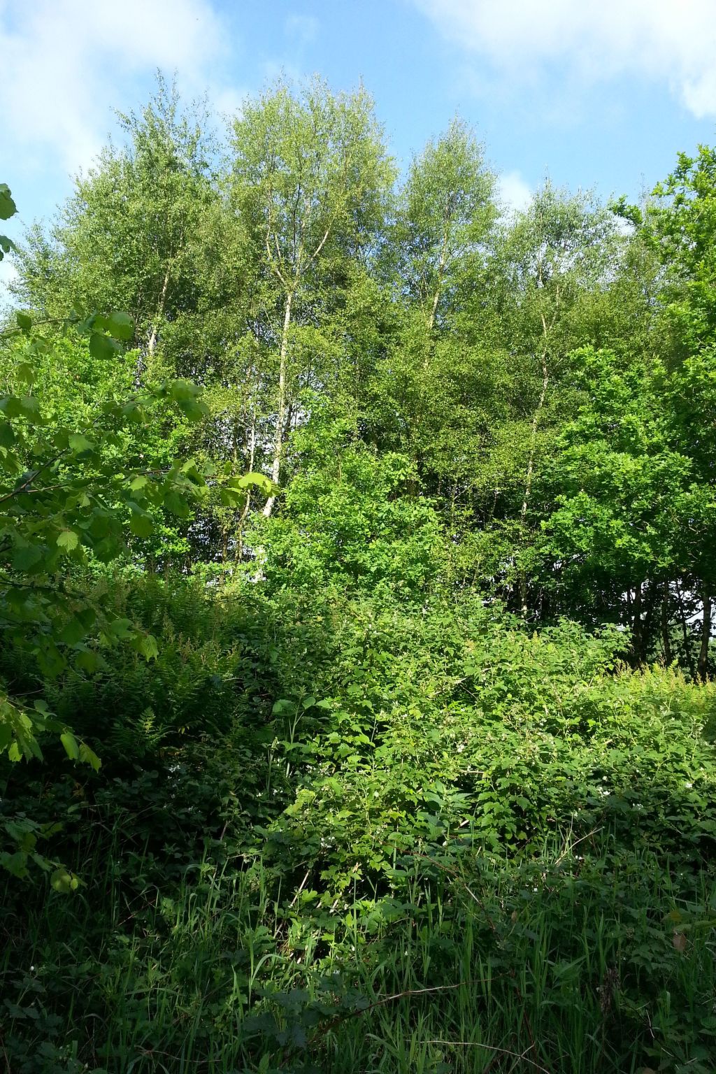 In Bad Bederkesa mit Garten-Image-tags.info