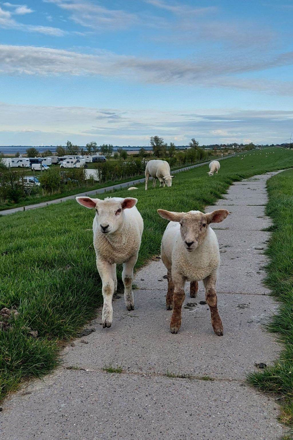Mastkorb mit Grill und Garten-Dedans