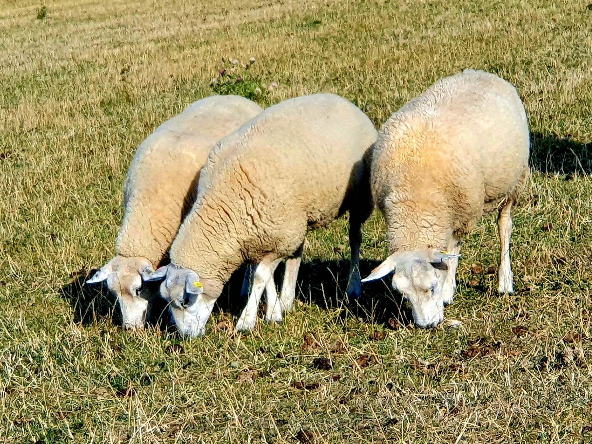 Marschenhuus-Draußen