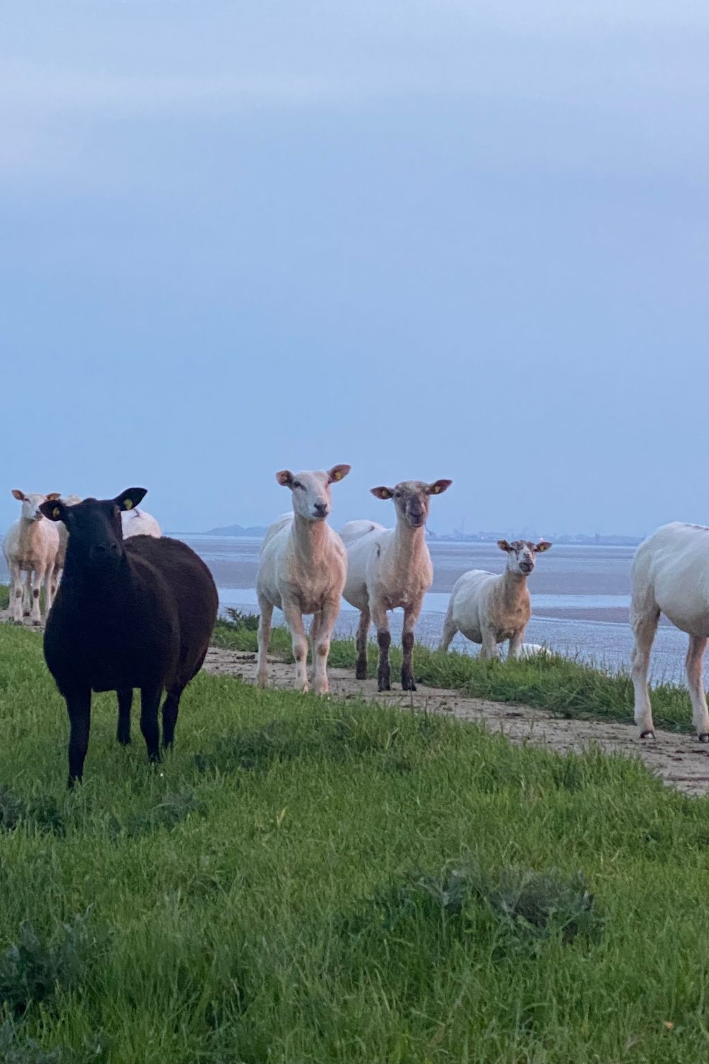 Freistehendes Ferienhaus in Tossens mit Terrasse-Image-tags.info