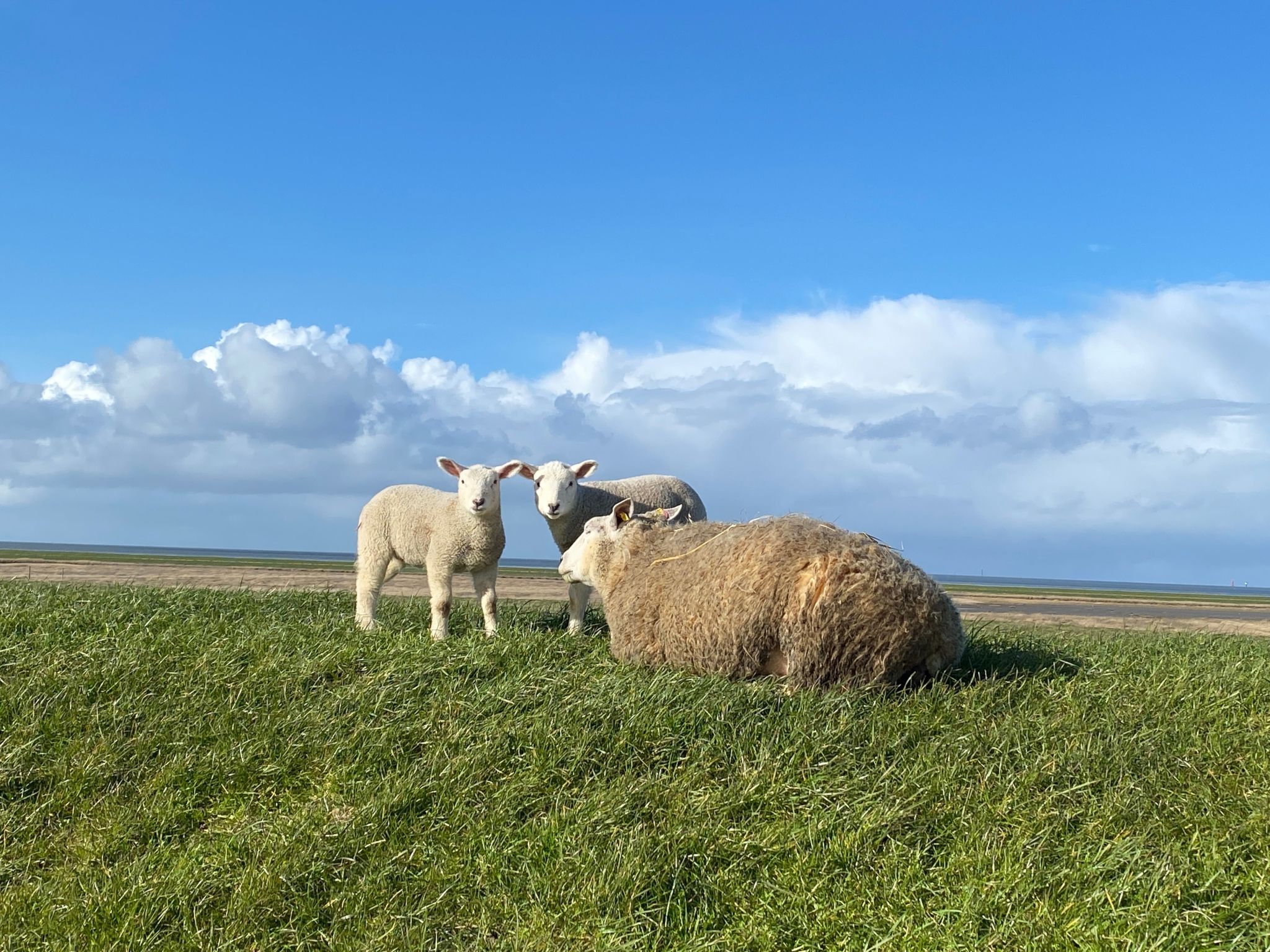 Freistehendes Ferienhaus in Tossens mit Terrasse-Image-tags.info