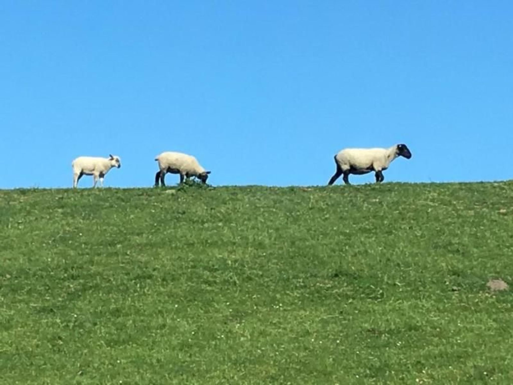 Deichhof Tossens-Binnen