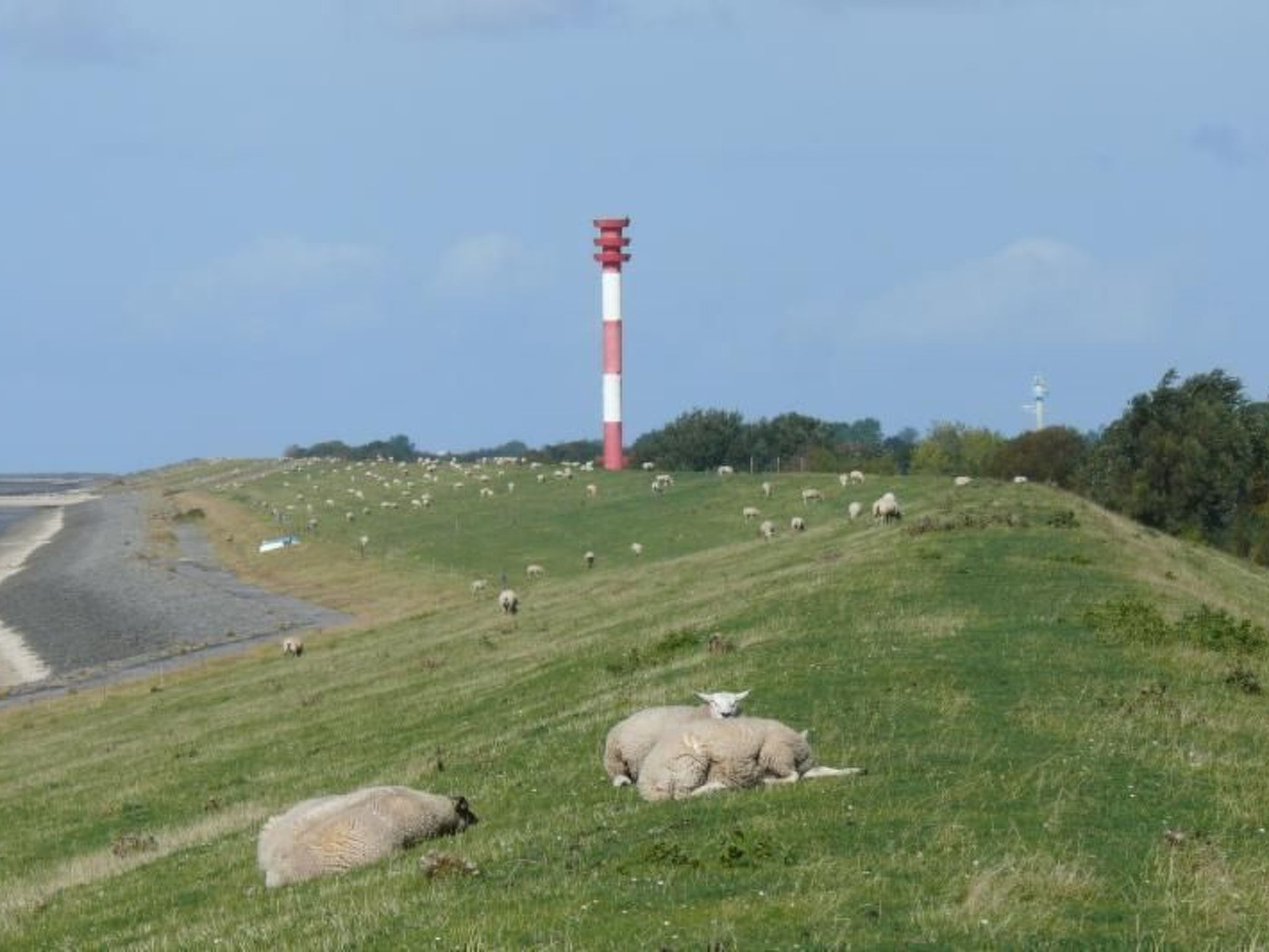 Eul in Butjadingen-Großwürden-Dehors