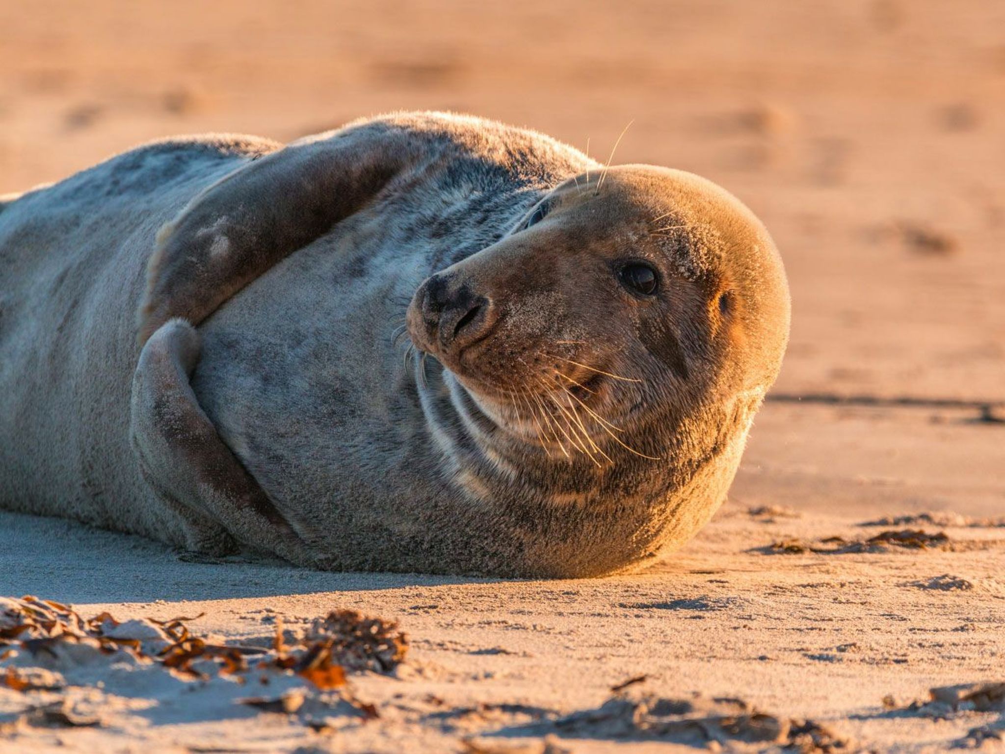 In Burhave mit Großer Terrasse-Drinnen