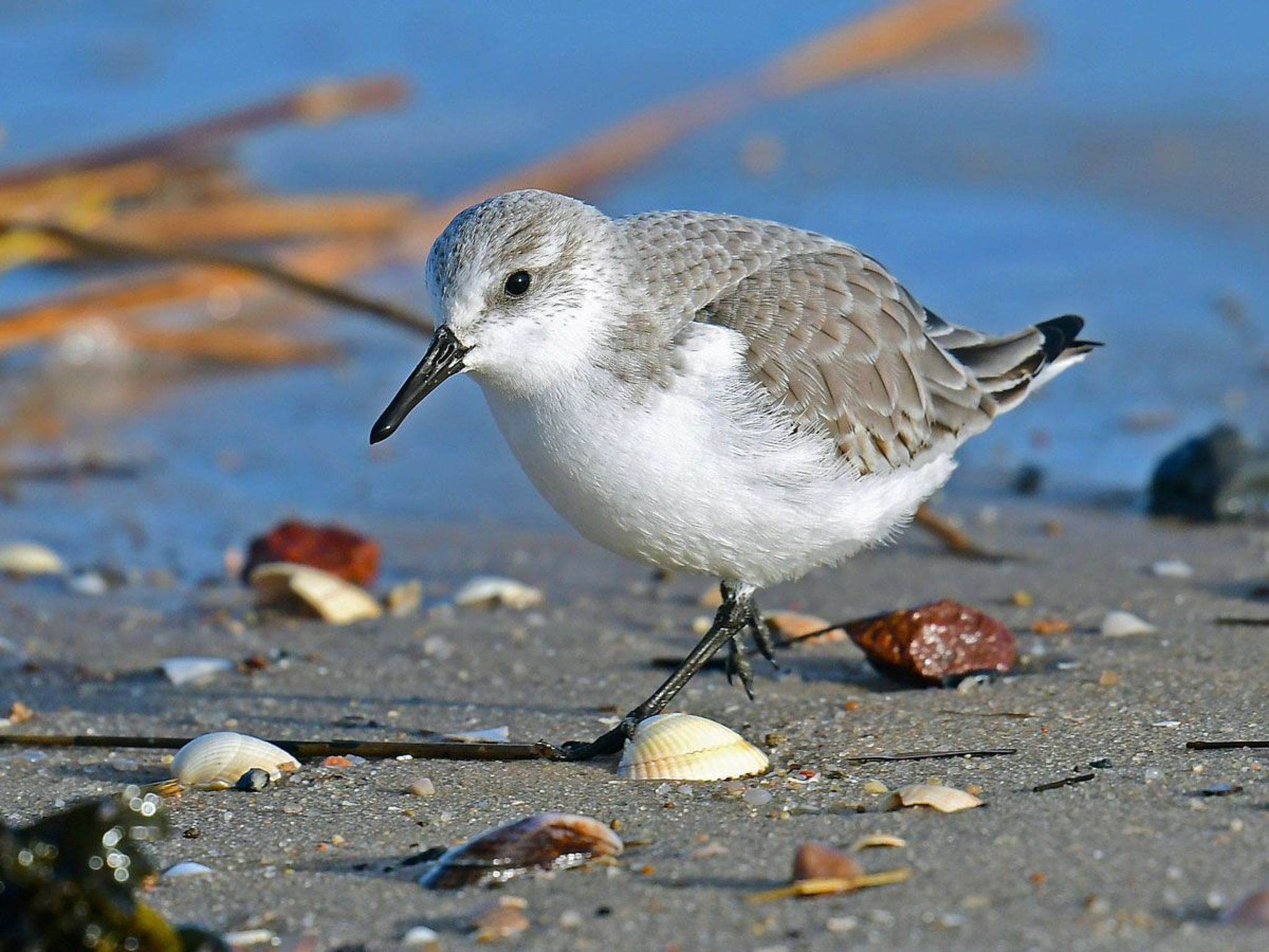 In Burhave mit Großer Terrasse-Drinnen