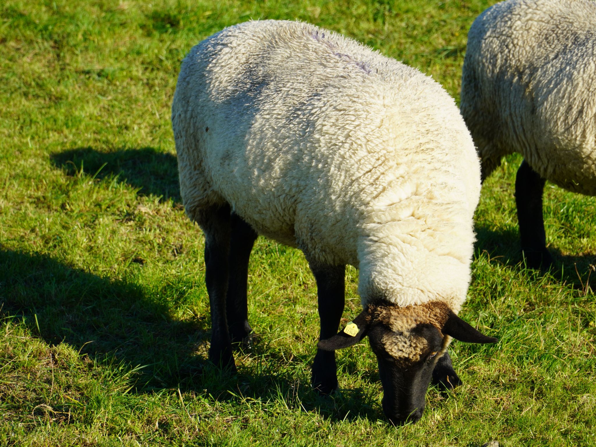 Haus Sternenstrand-Image-tags.info