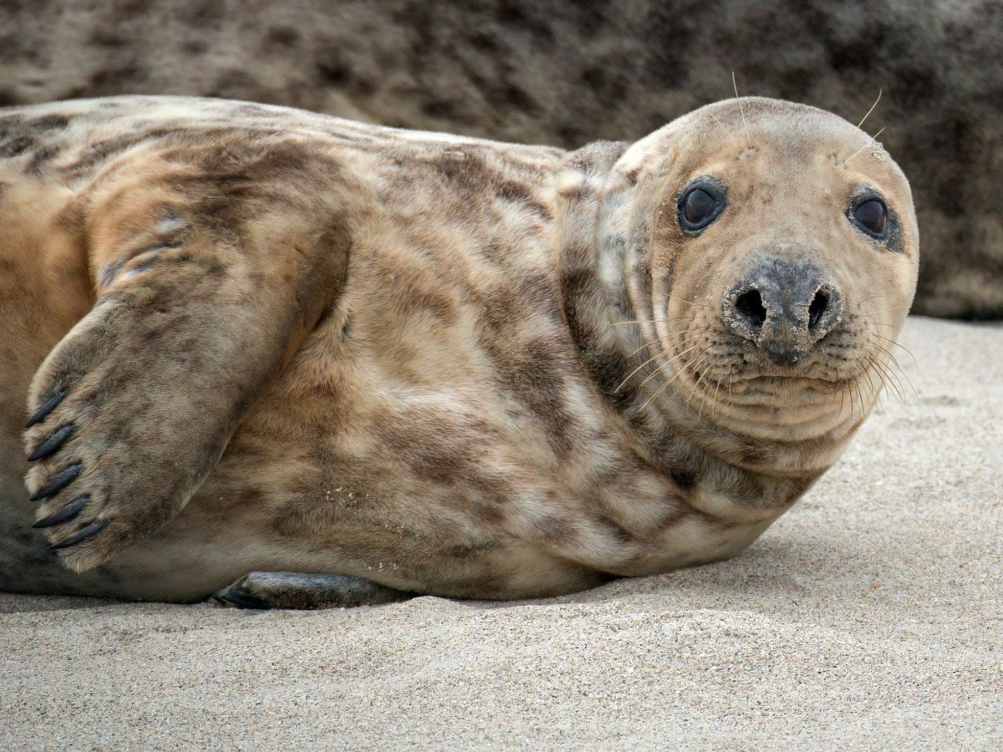 In Burhave mit Großer Terrasse-Drinnen