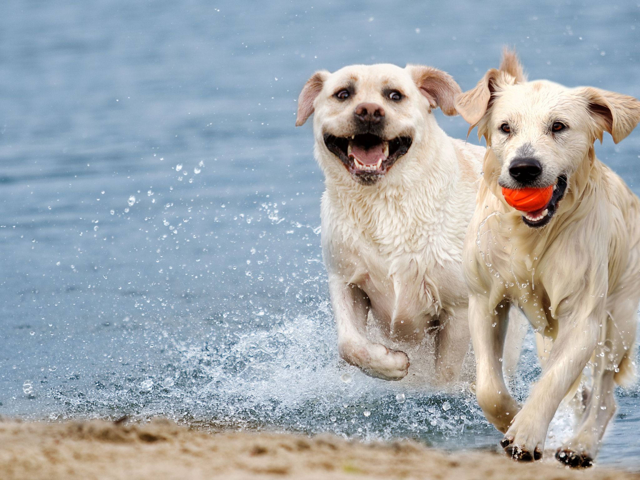 Freistehendes Ferienhaus mit Garten-Image-tags.info