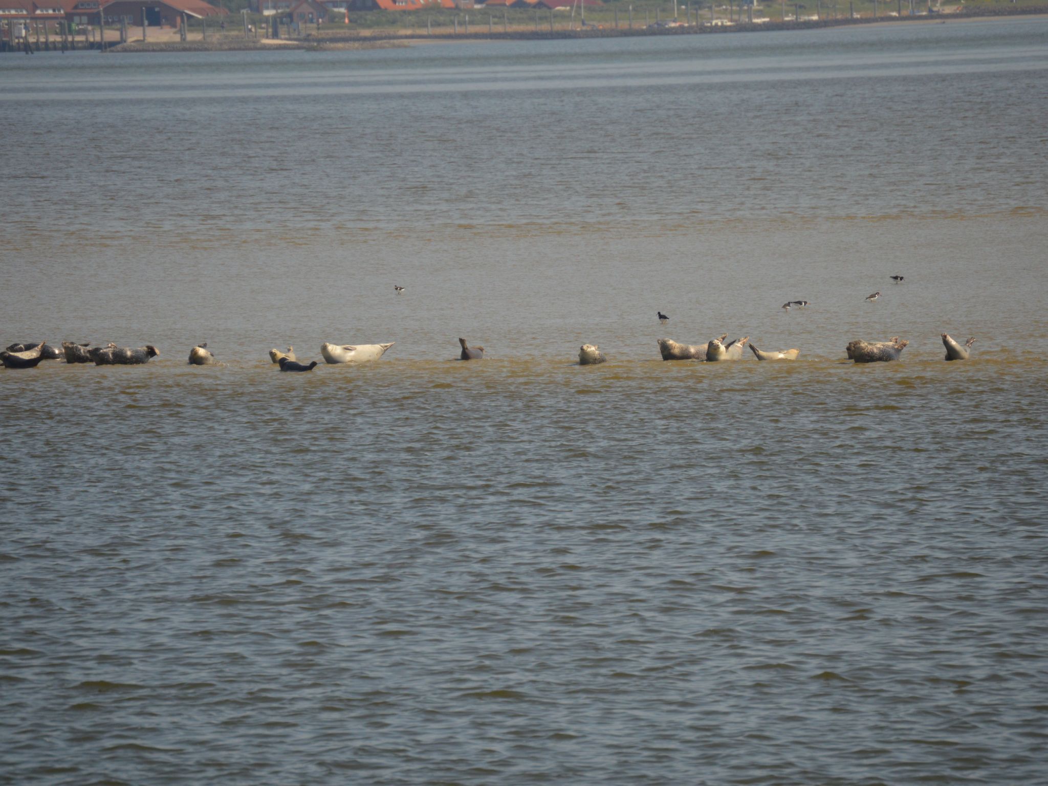 Haus Wattwurm-Image-tags.info