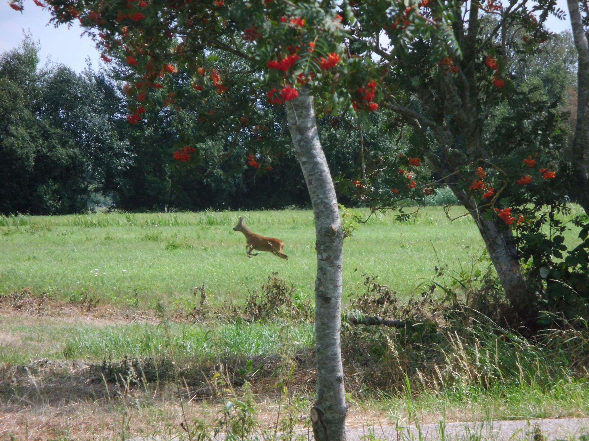 In Sehestedt mit Garten-Image-tags.info