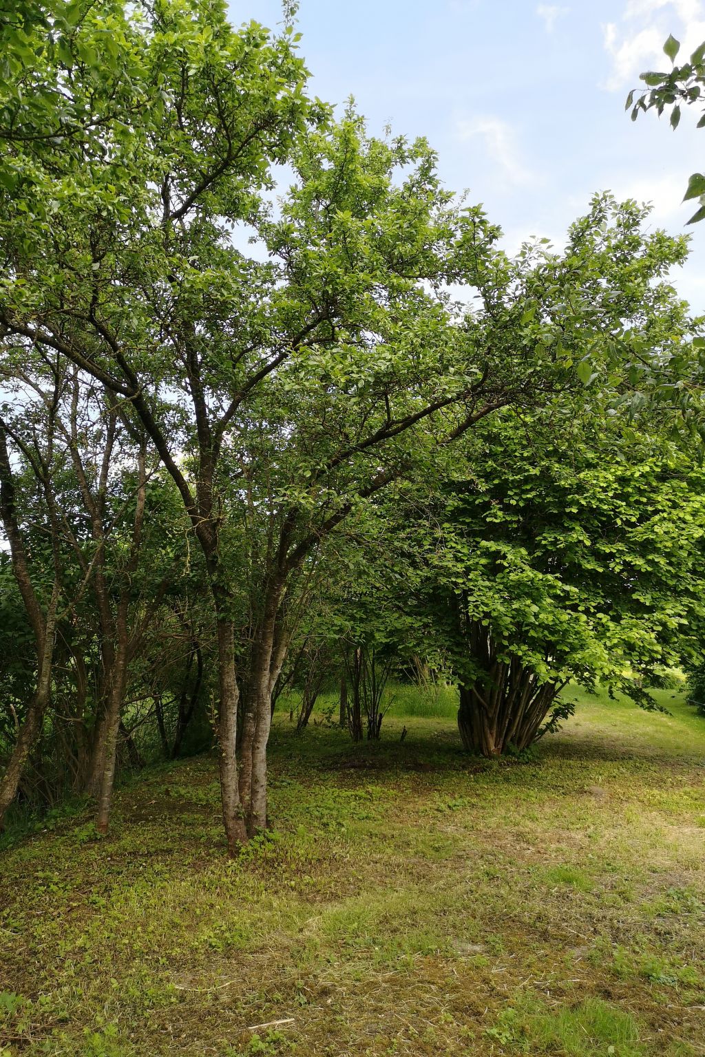 Huus an`t Dörpsdiek-Image-tags.info