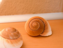 Ferienwohnung Seestern