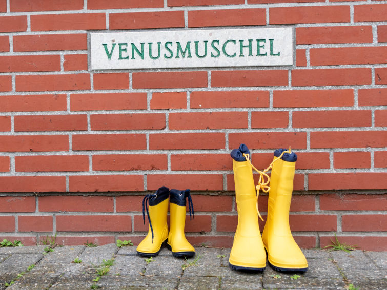 Venusmuschel