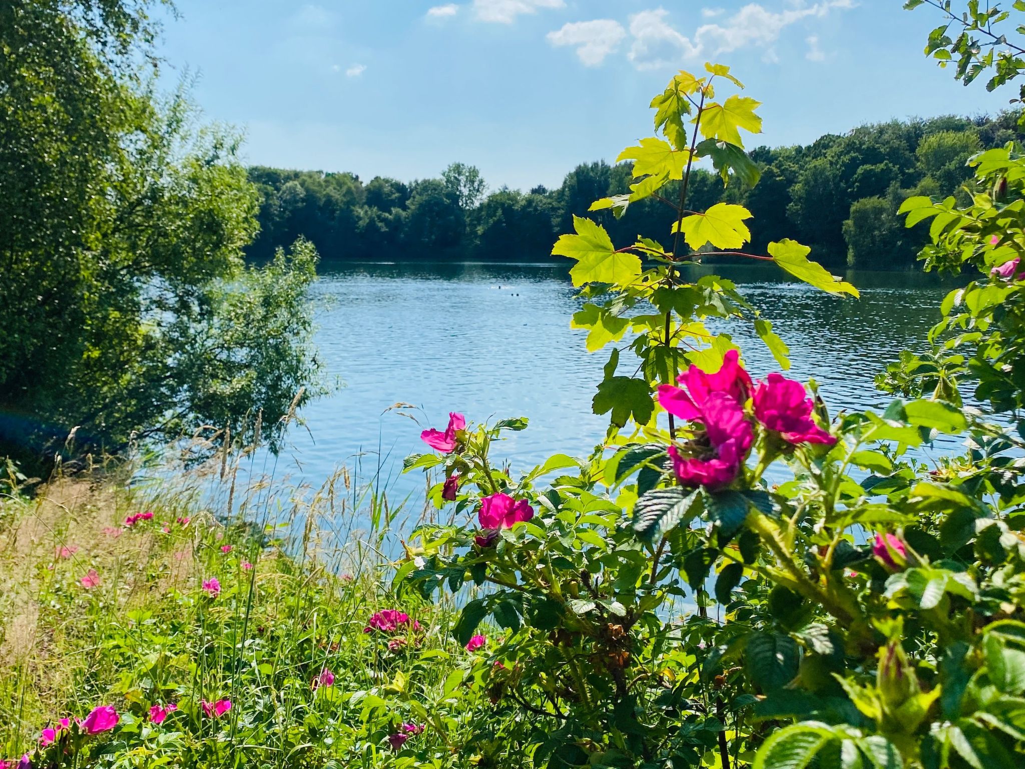 Doppelhaushälfte Seeterrasse-Image-tags.info