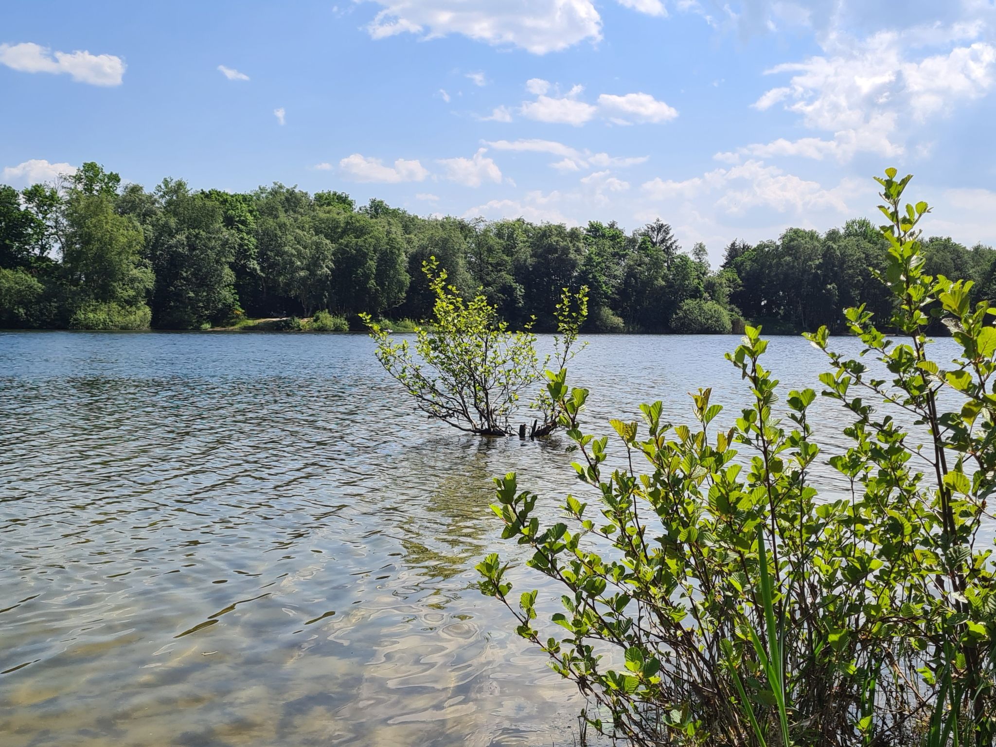 Kleine Möwe-Image-tags.info