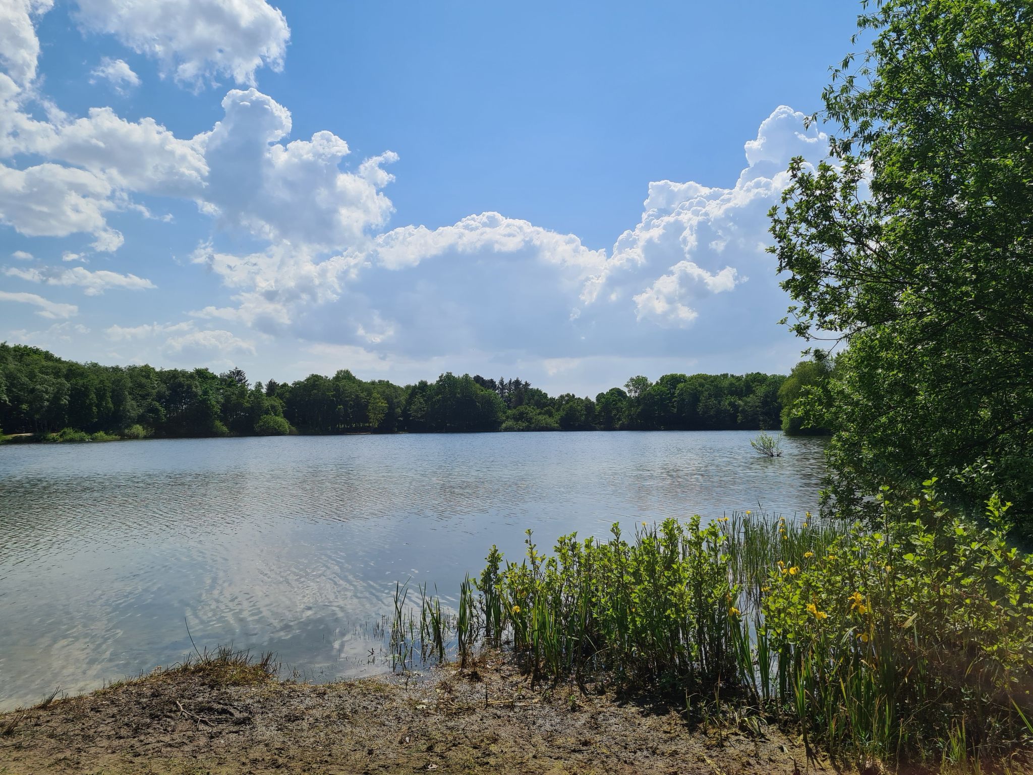 Kleine Möwe-Image-tags.info