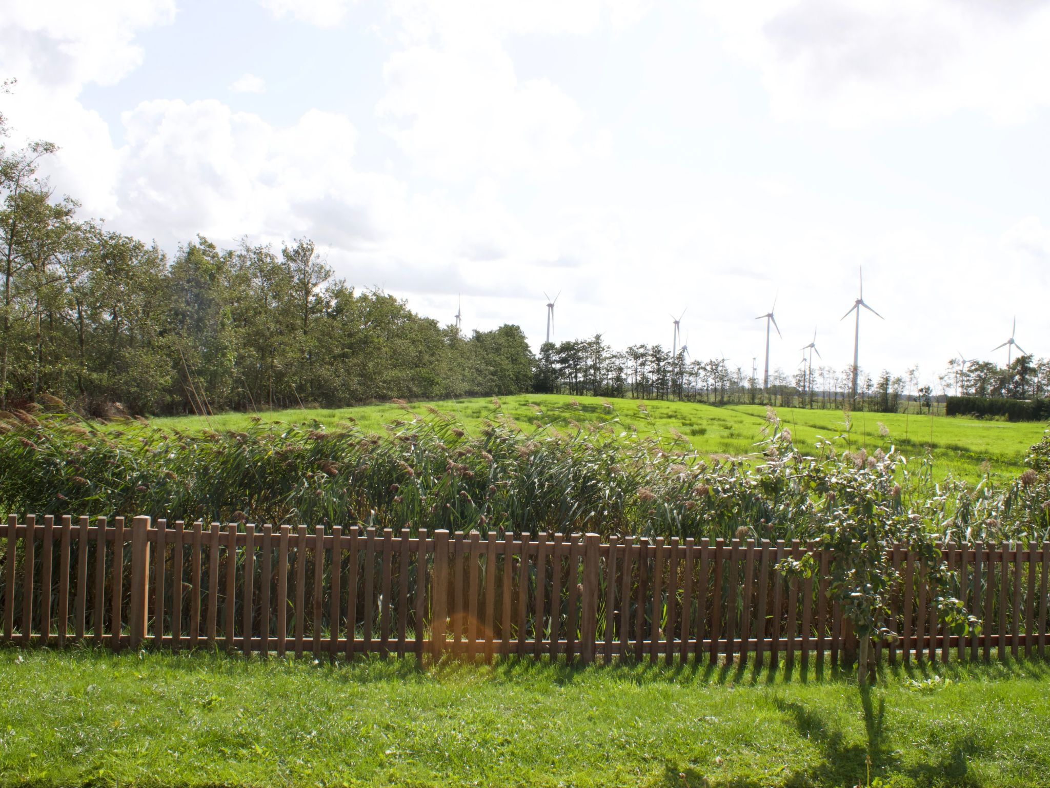 Strandflieder-Inside