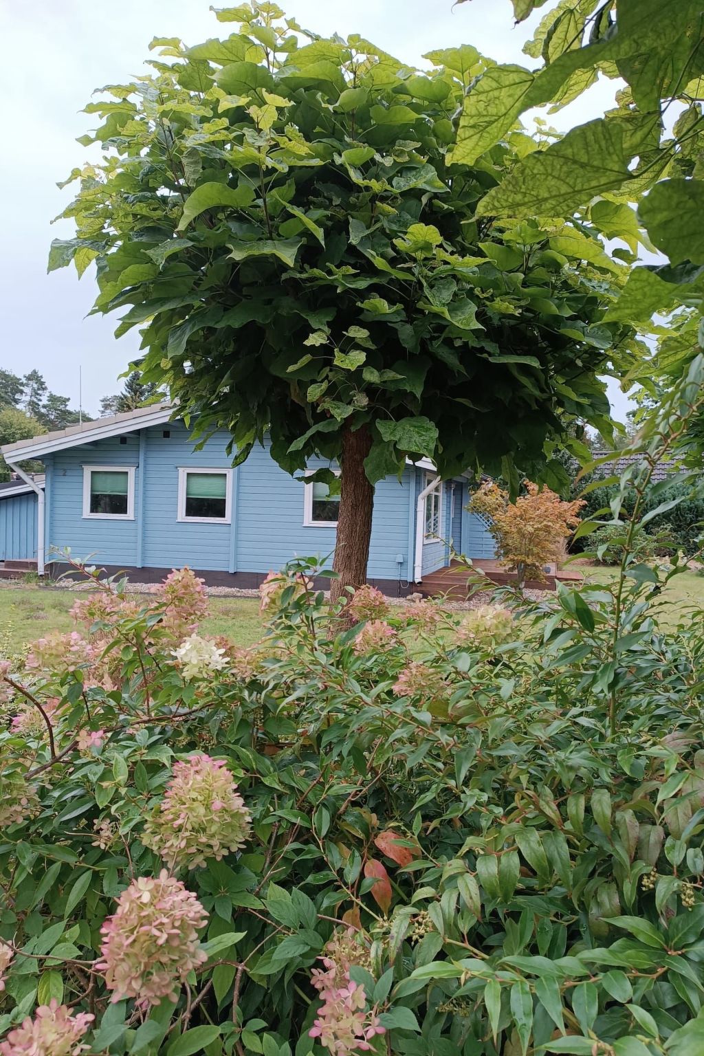 Dachsbau-Image-tags.info