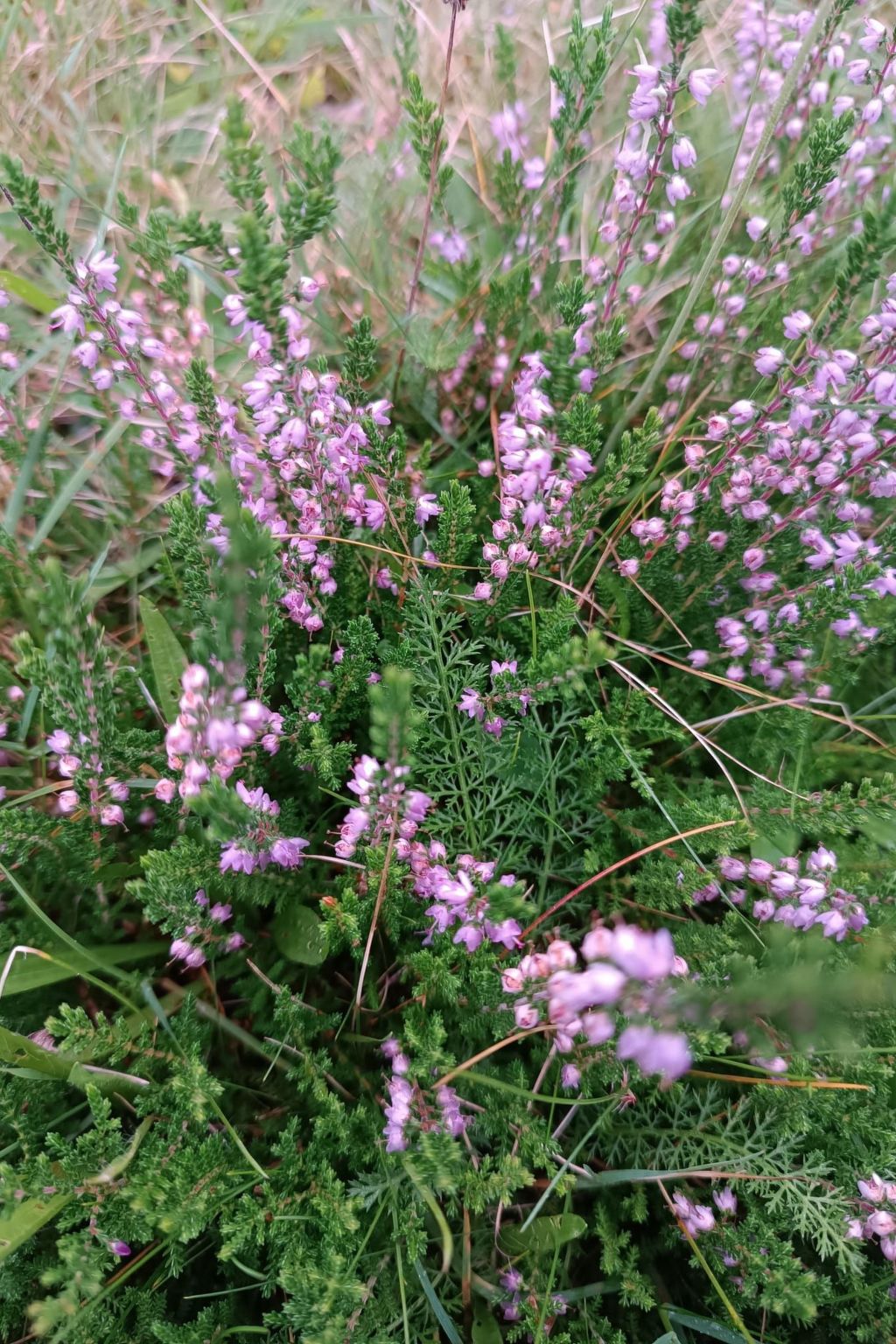 Dachsbau-Image-tags.info