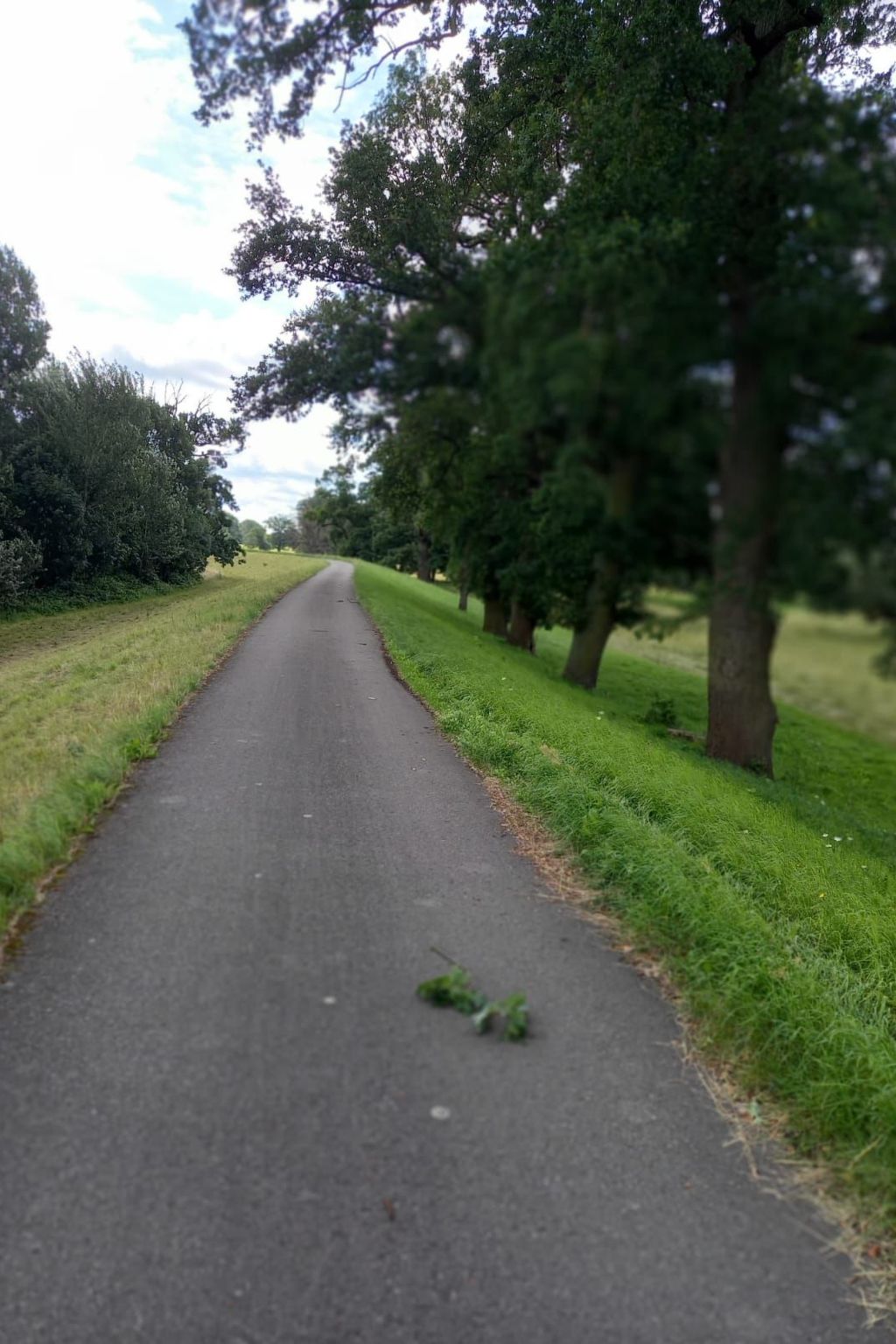 Haus Elbrose inmitten von Rosen mit Elbdeichzugang-Binnen