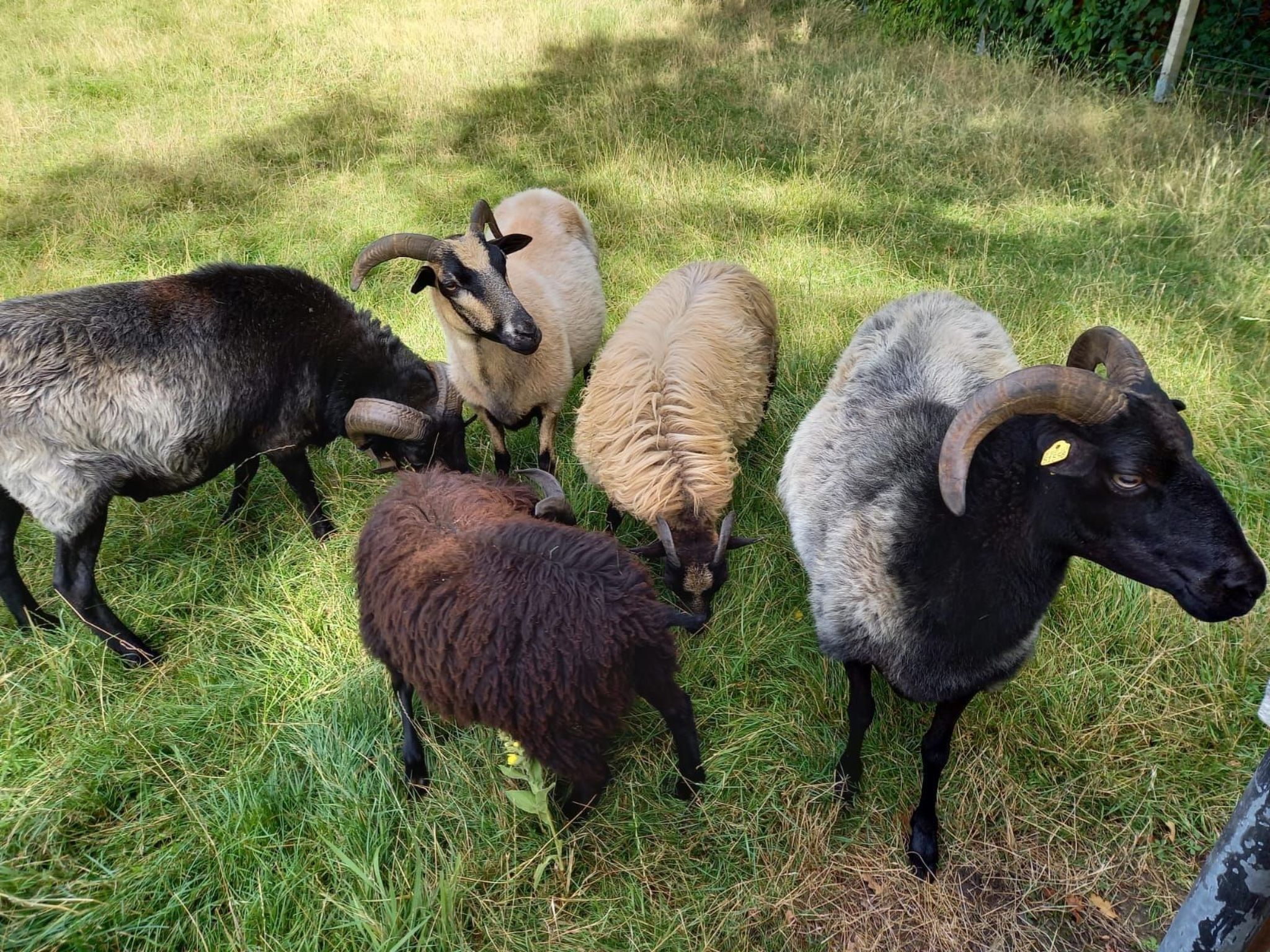 Haus Elbrose inmitten von Rosen mit Elbdeichzugang-Binnen